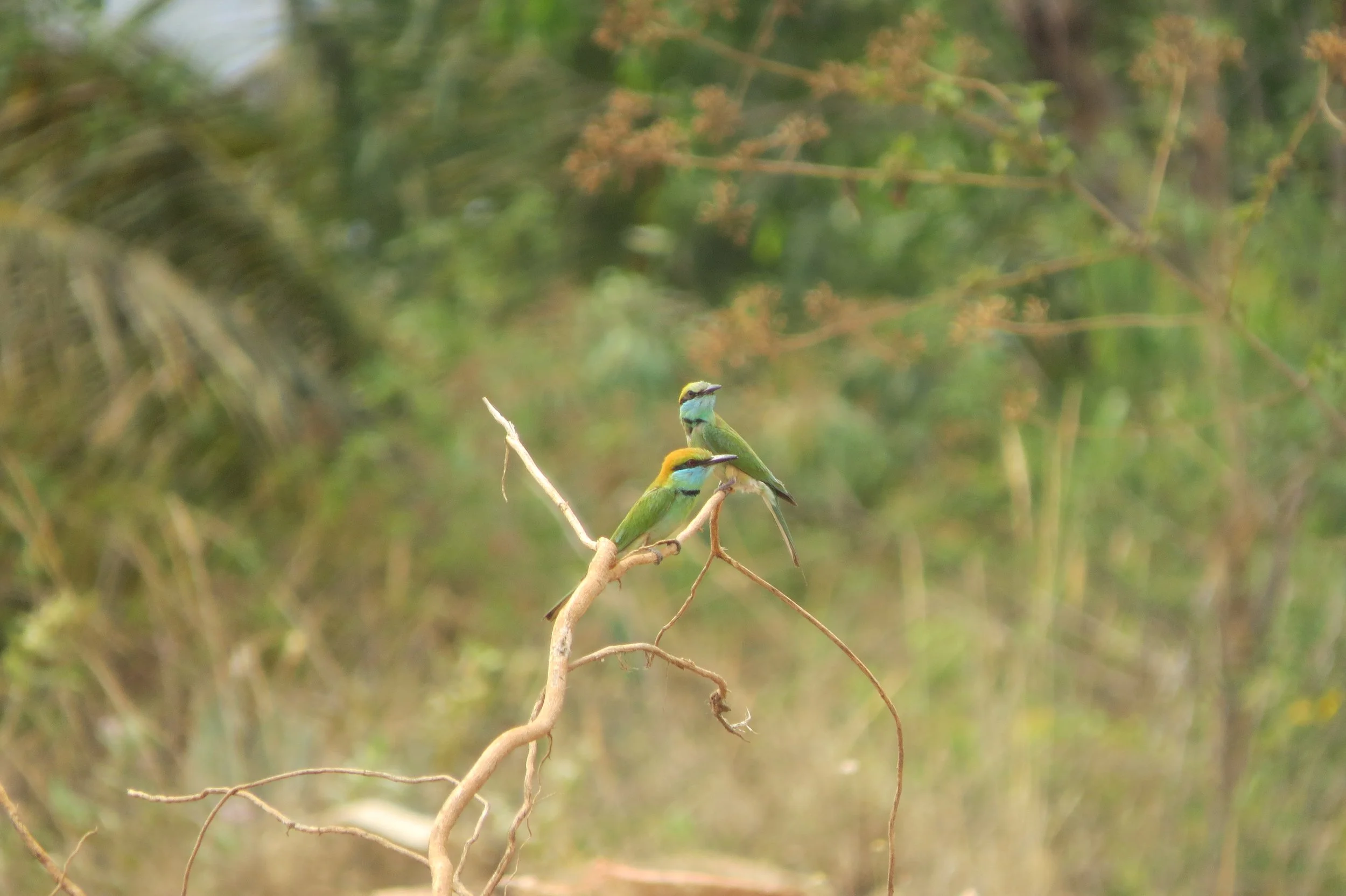 Green bee-eaters