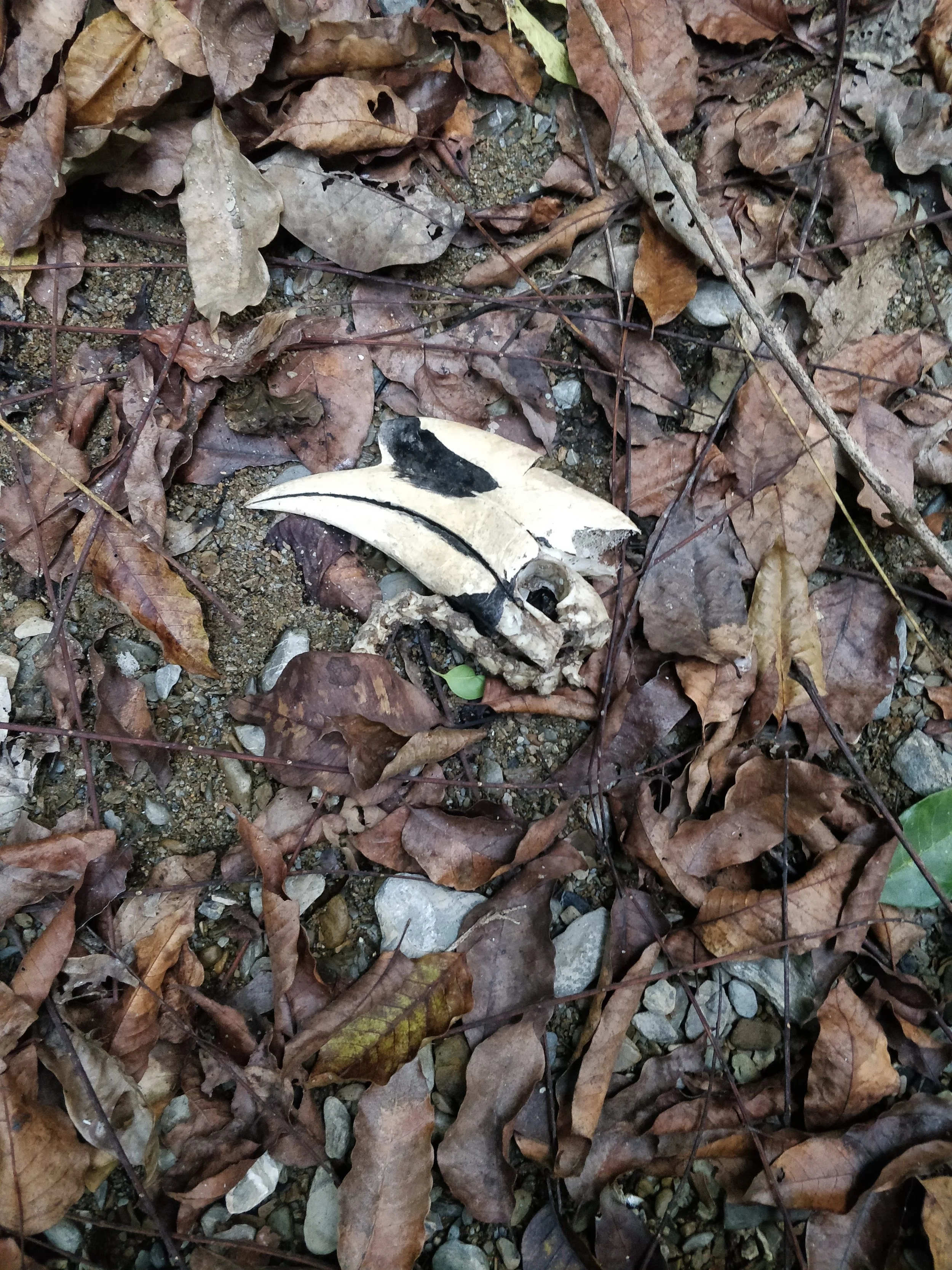 Great hornbill carcass (tiger kill)
