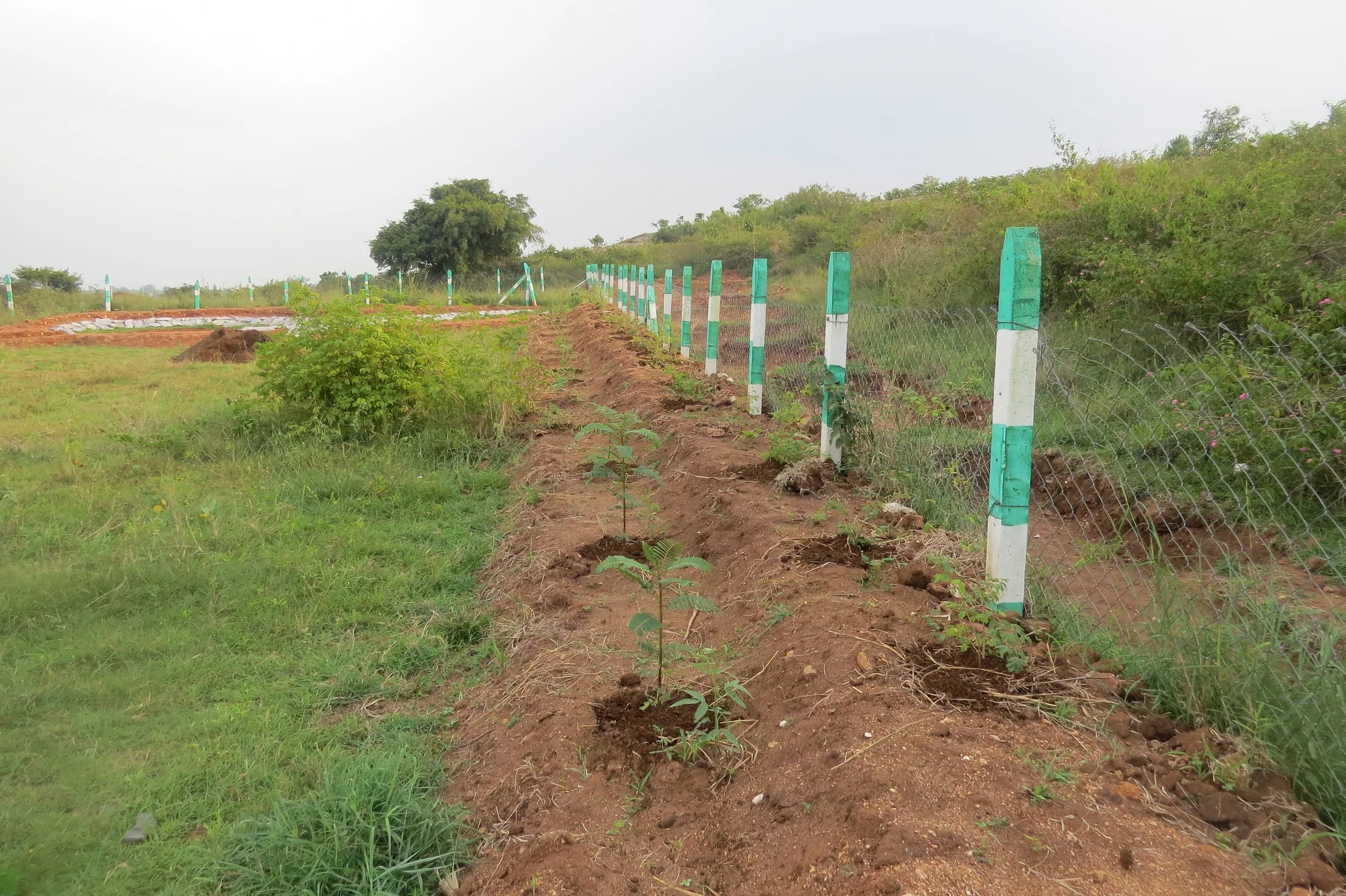 Western living fence - planted with thorny species (implemented by Sanjana)