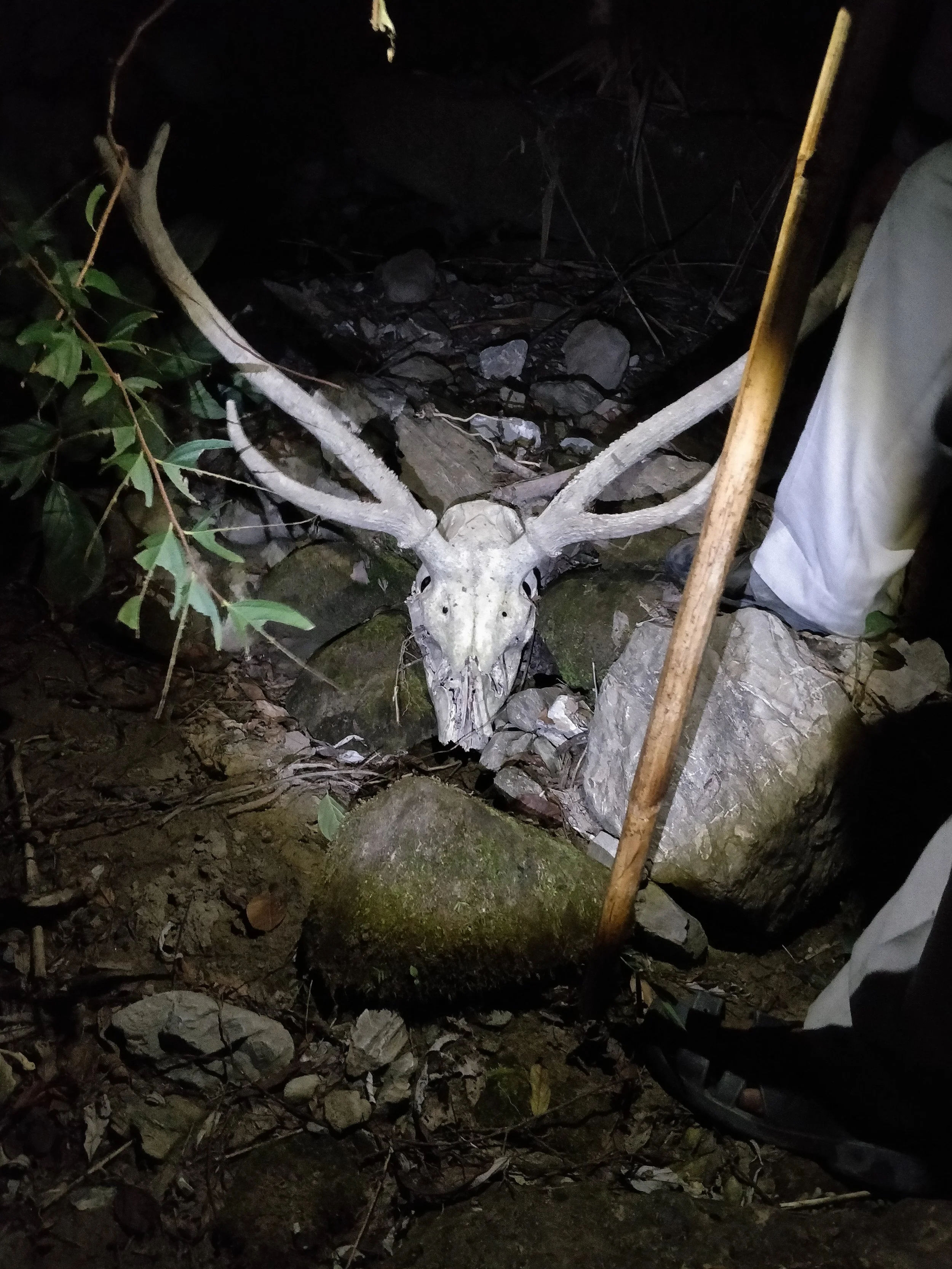 Sambar deer skull found in wild zone