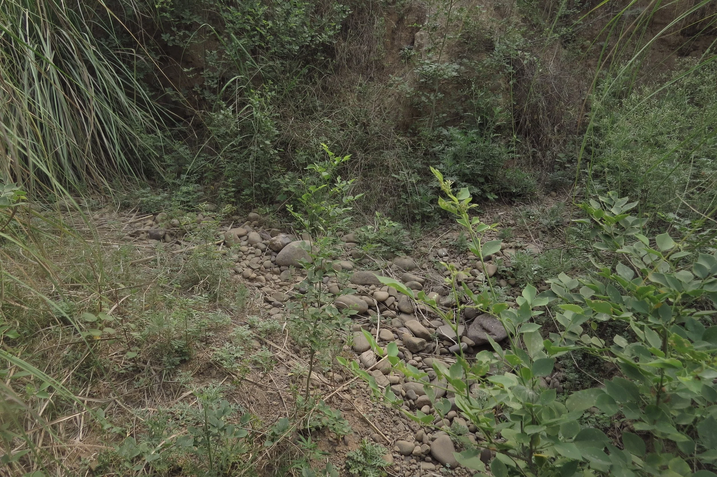Stream bed - pebbles and silt