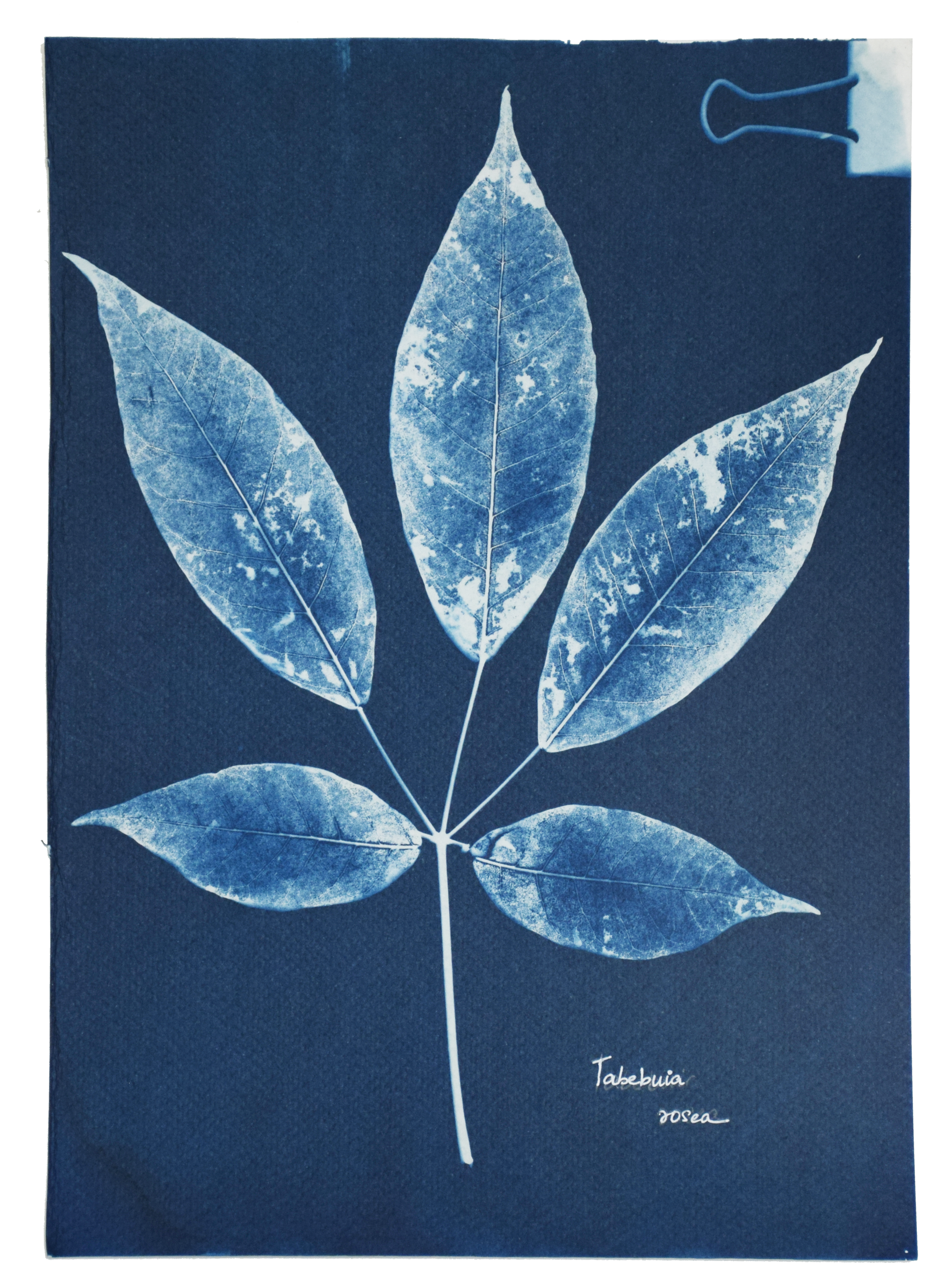 Tabebuia rosea (Pink poui) // Leaves compound, palmate, opposite, elliptic to oblong-ovate leaflets with acute or acuminate apex