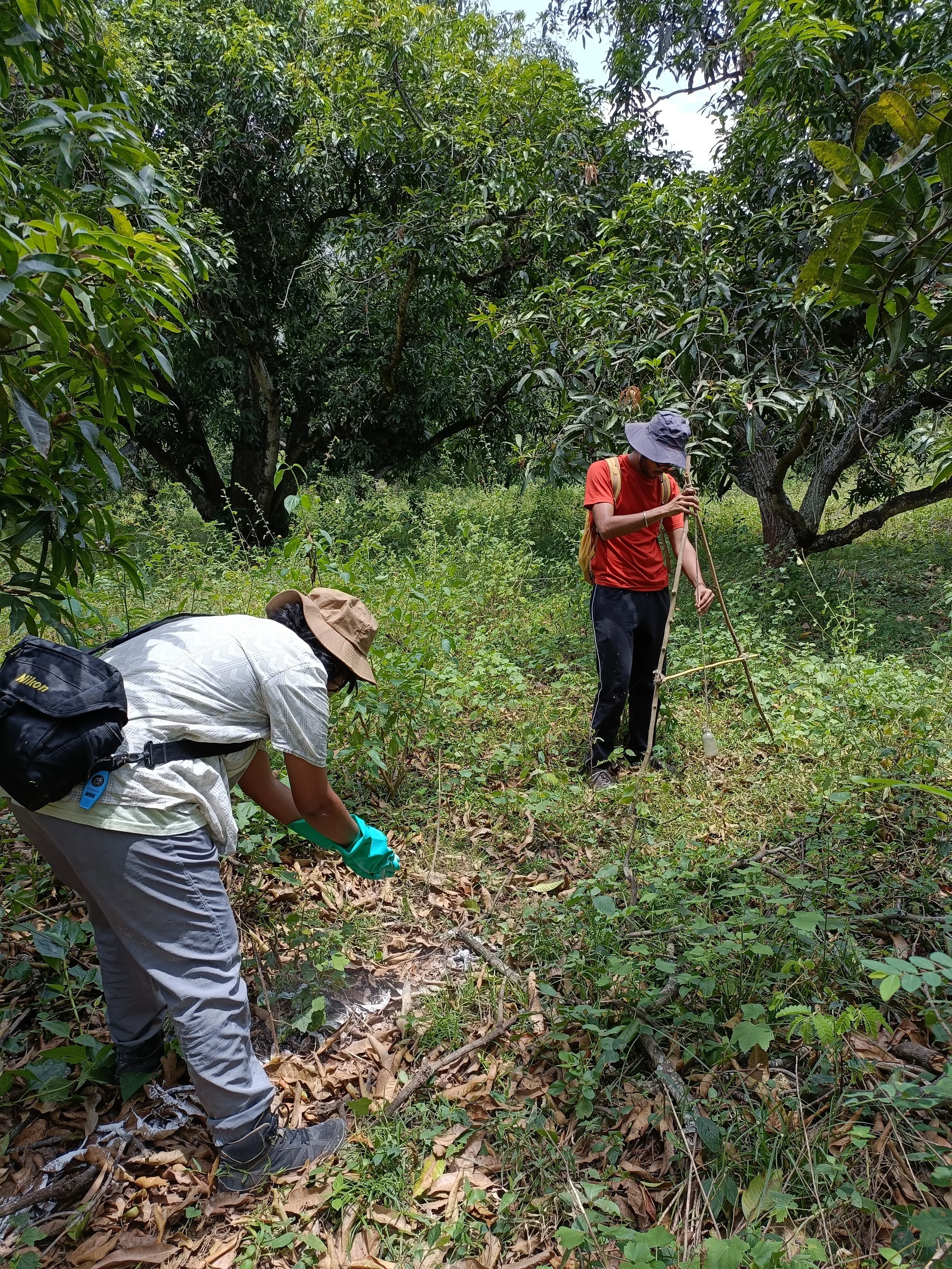 Marking a berm for the mango tree zone