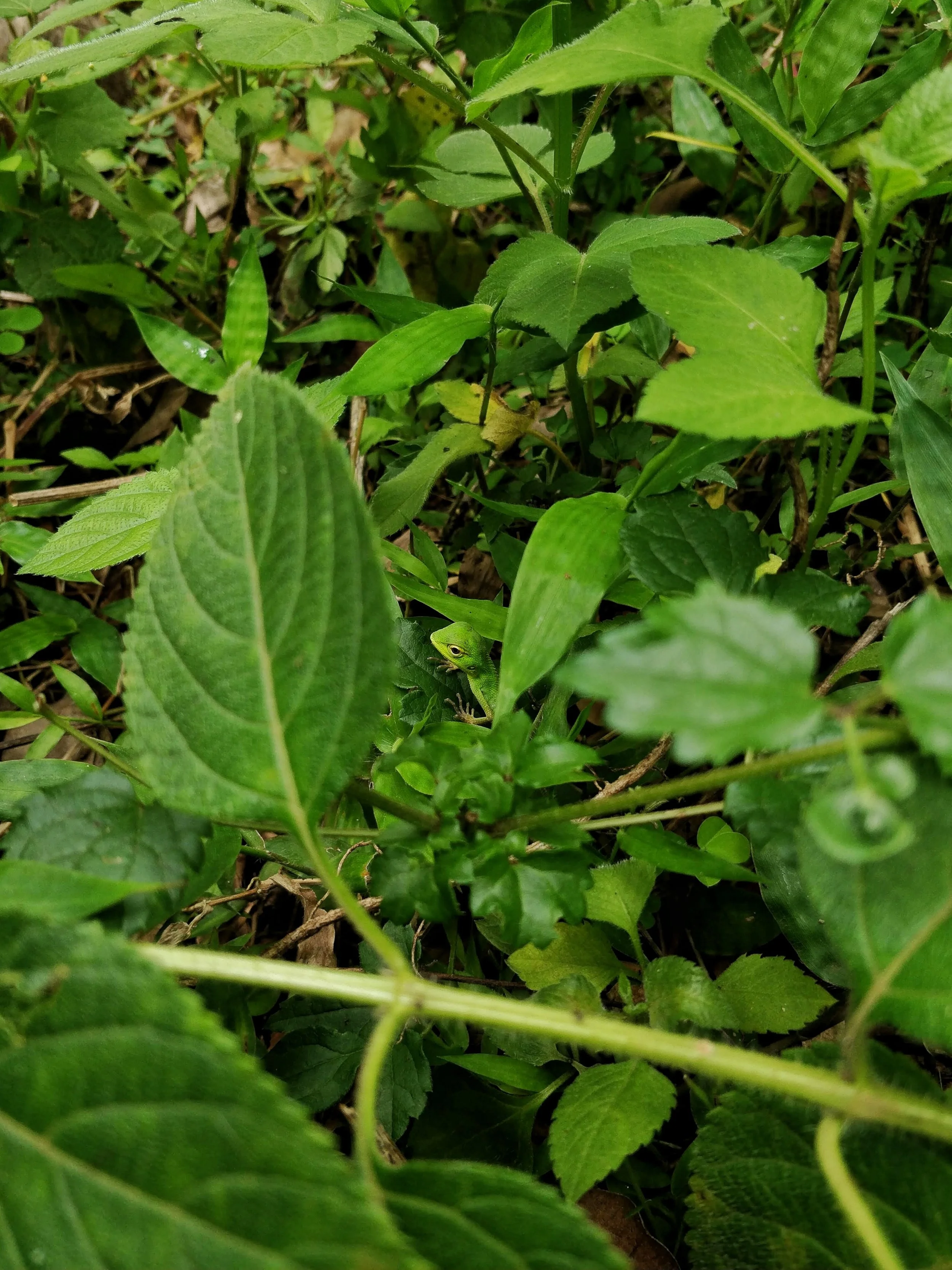 Green forest lizard