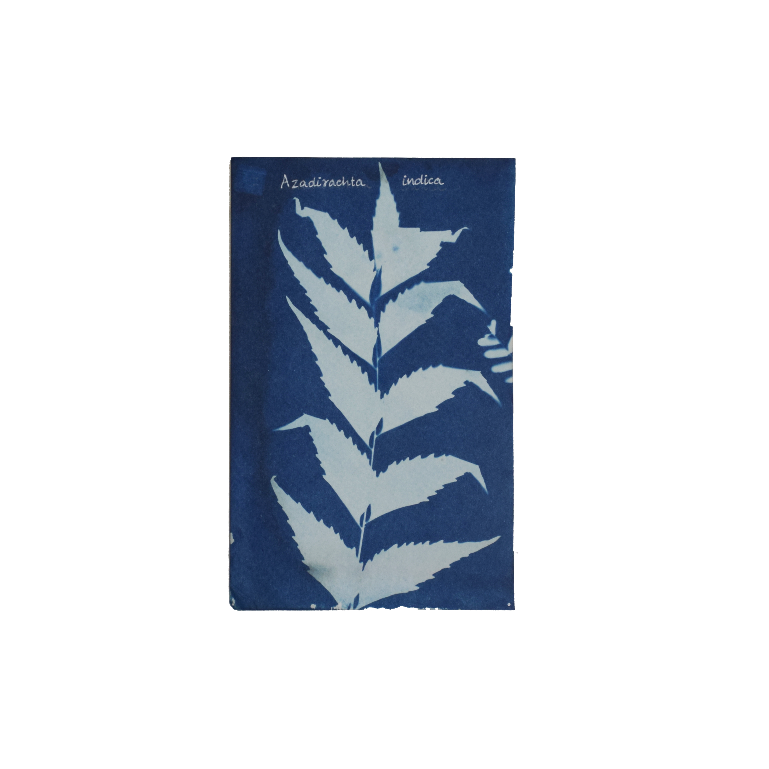 Azadirachta indica (Neem) // Leaves compound, imparipinnate