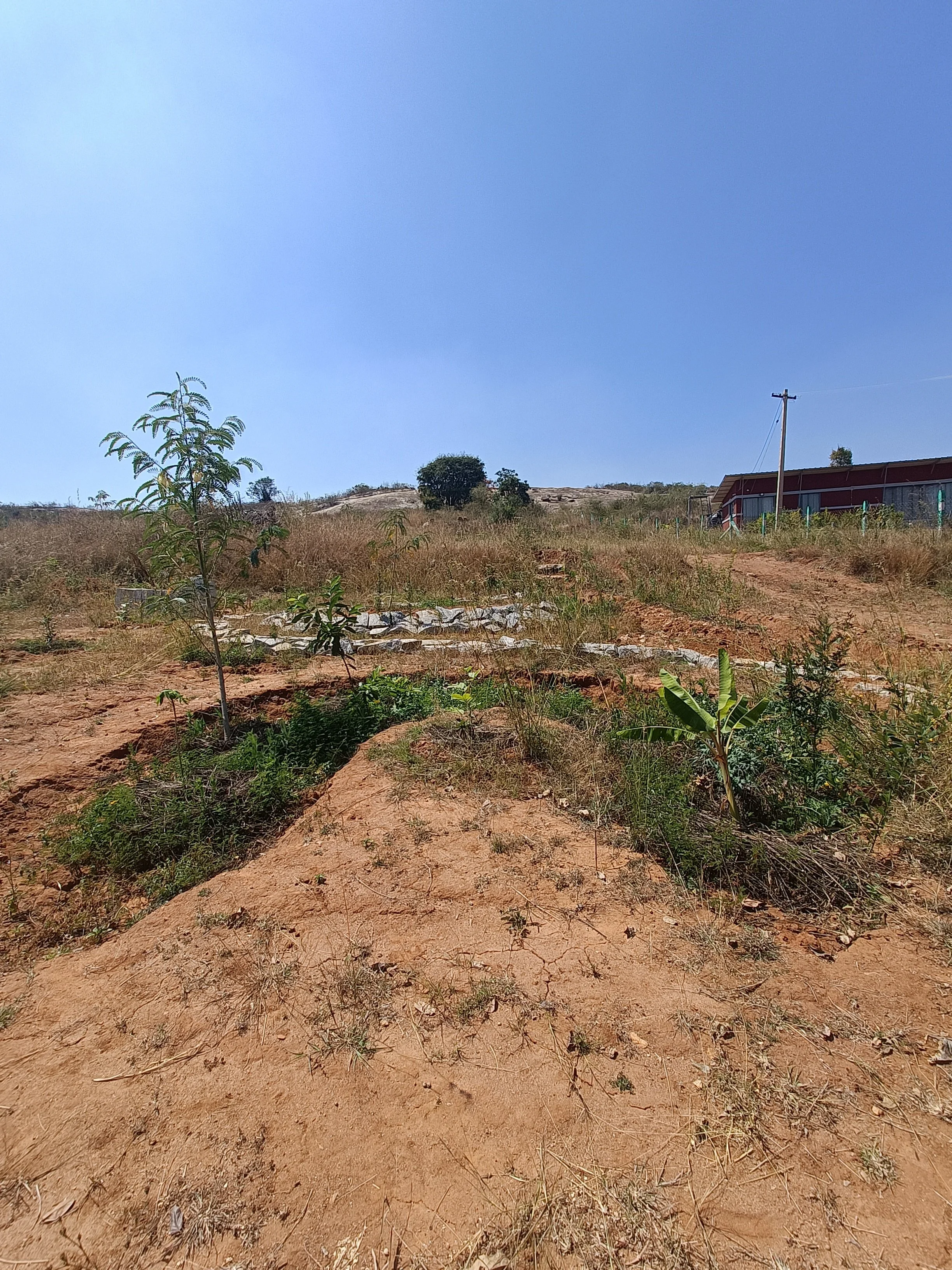 Food forest guild - 1 year post implementation