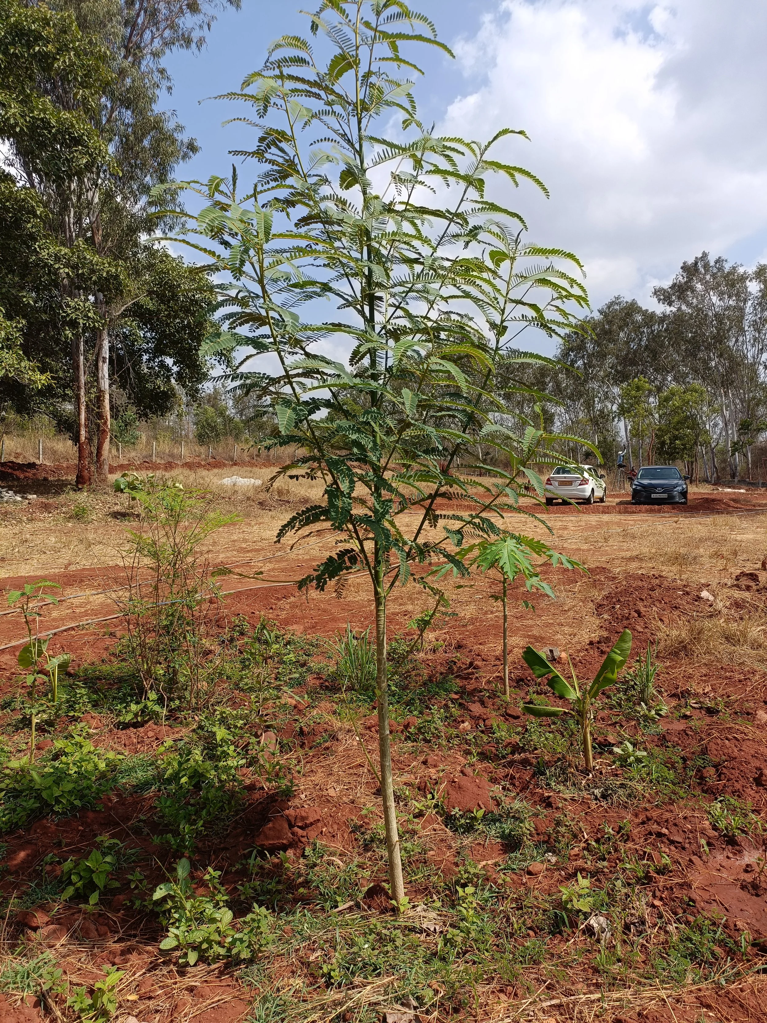 Food forest guild 3 months post implementation