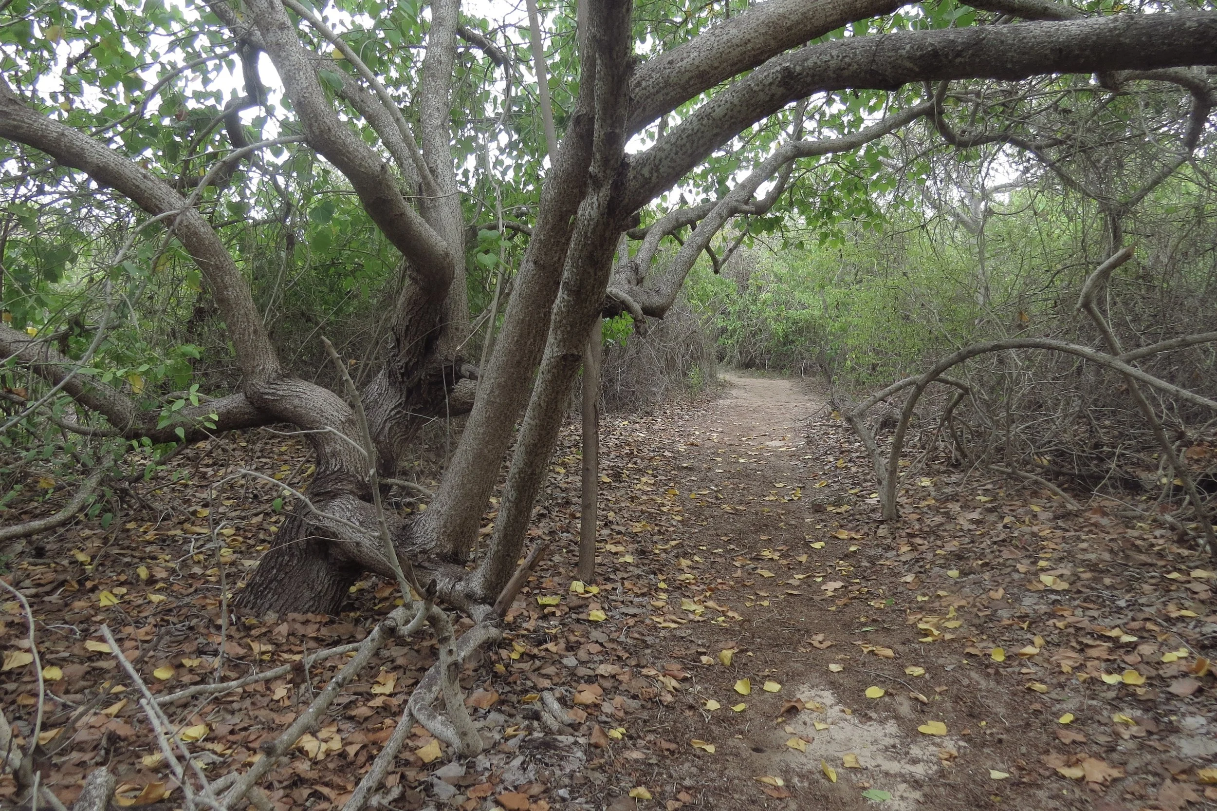 Thespesia populnea canopy (Kurusadai Island)