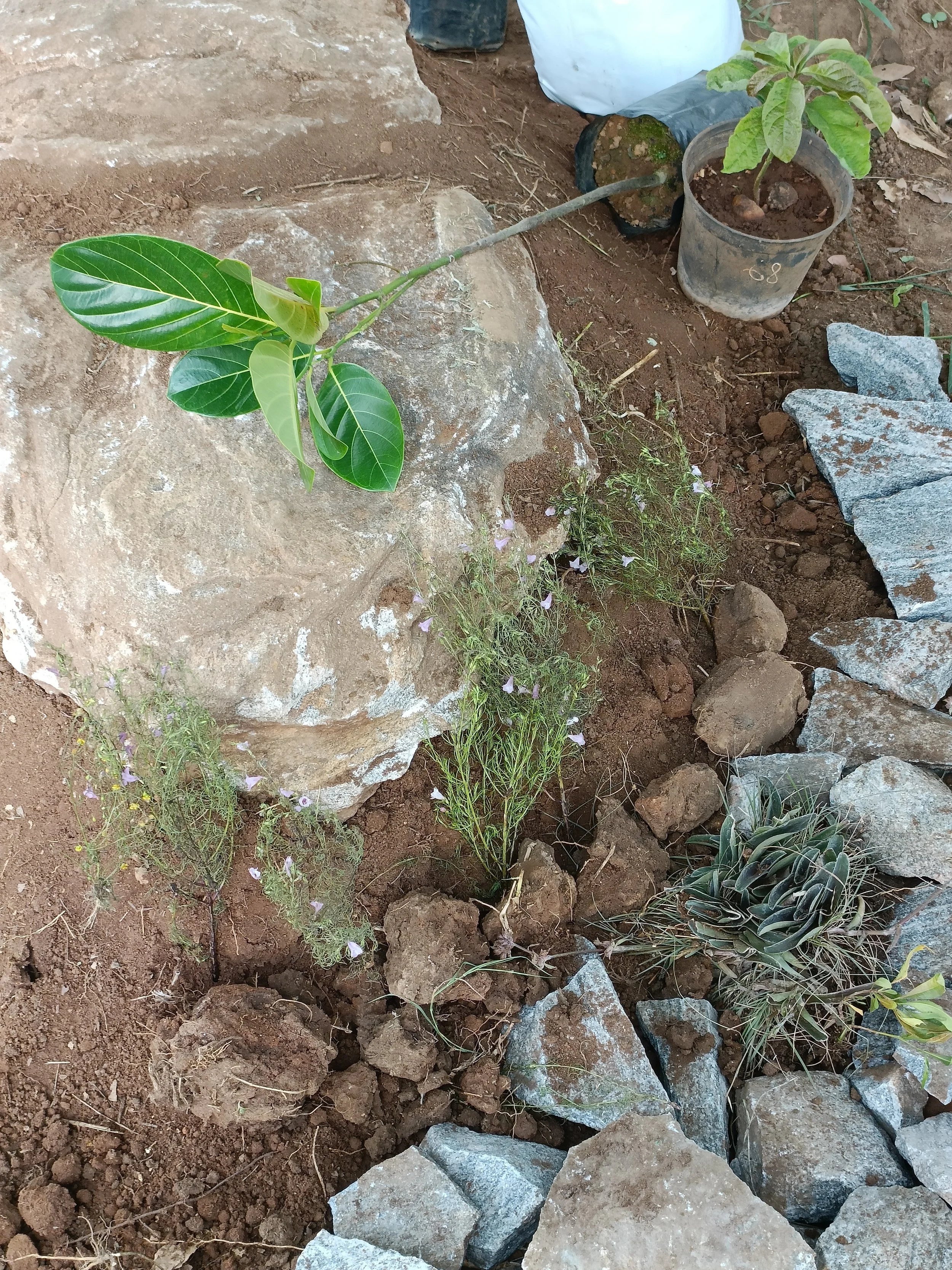 Transplanting lithophytic plants