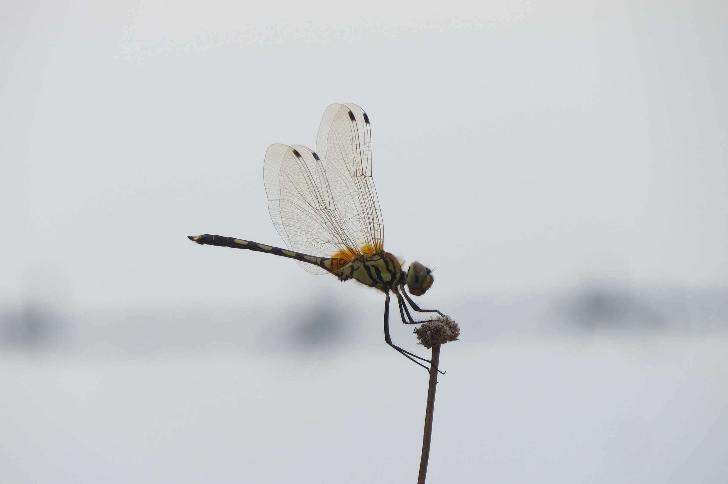 Wandering glider (near water body SW of site)