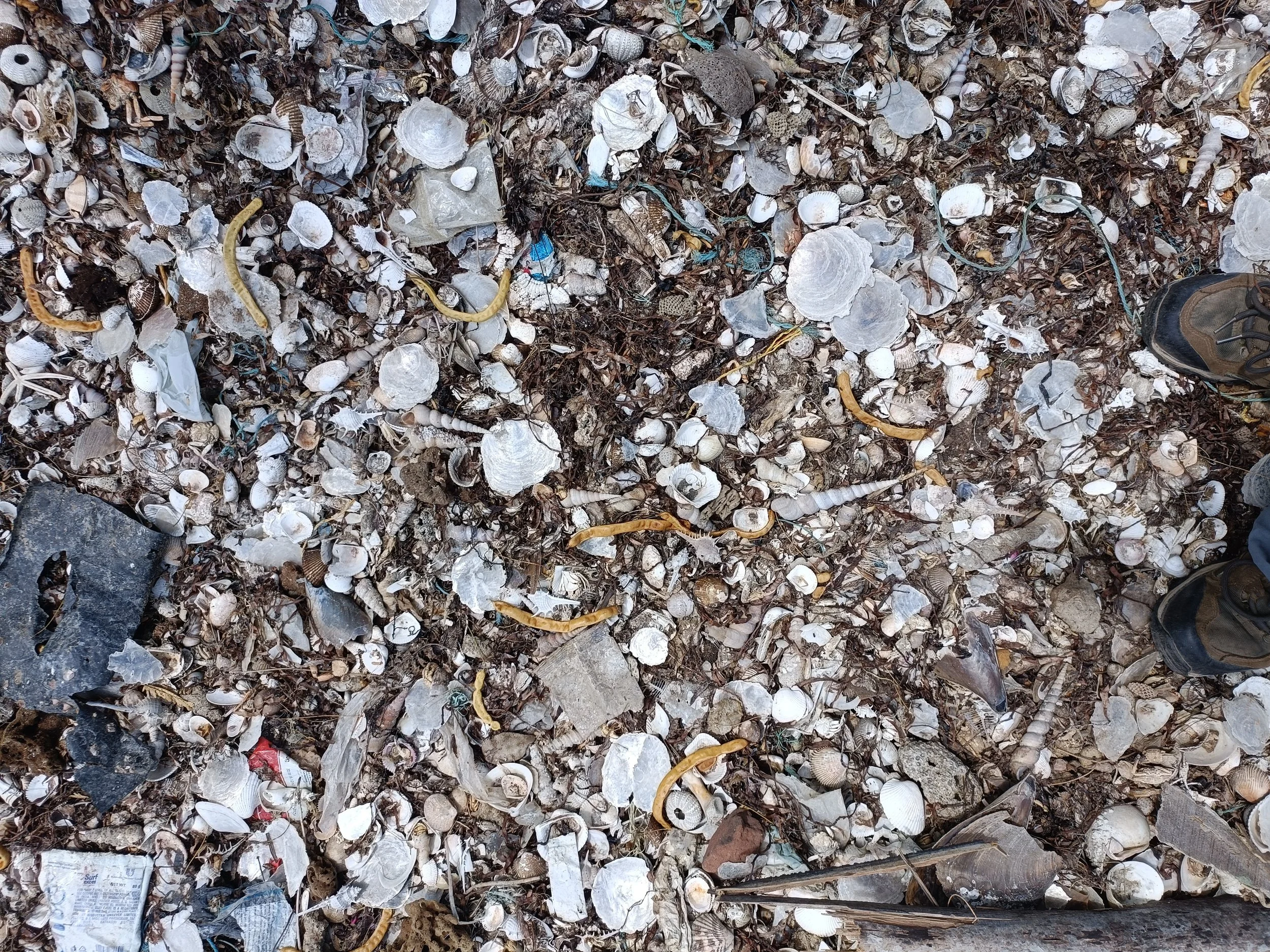 Bycatch with mother-of-pearl shells