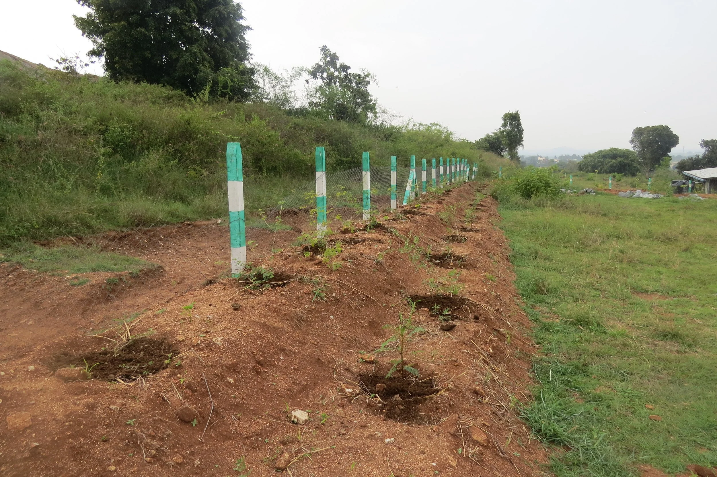 Western living fence - planted with thorny species (implemented by Sanjana)