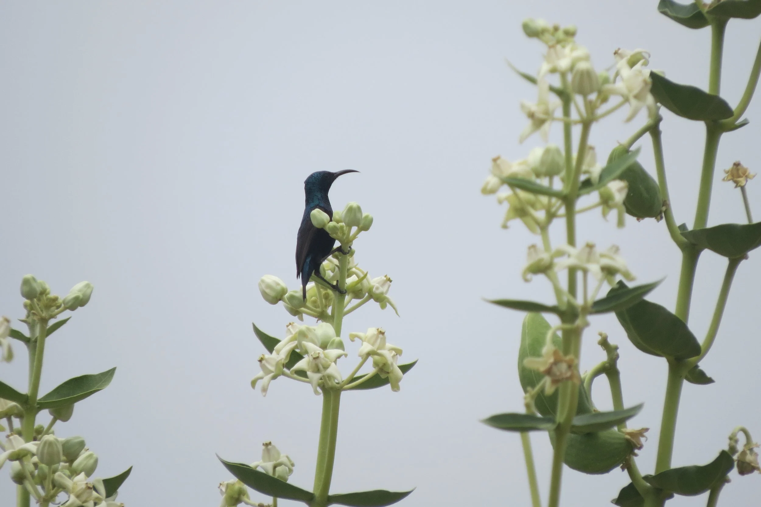 Purple sunbird on Calotropis (milkweed)