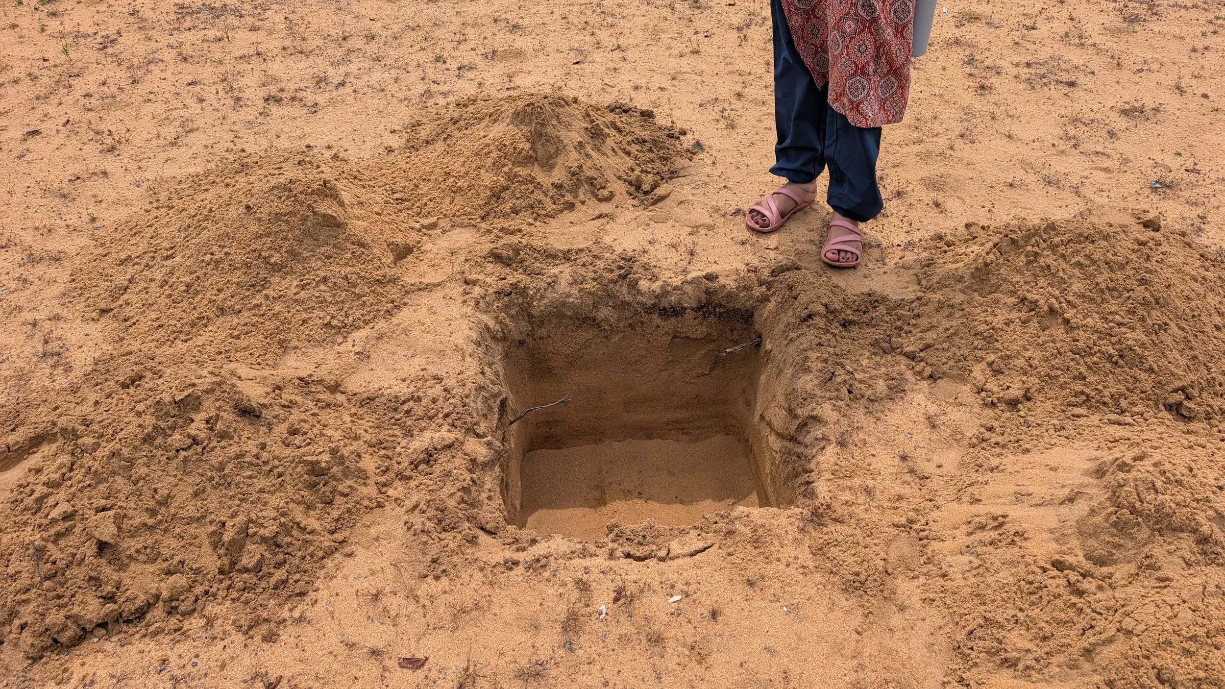 Pits prepared for planting [photo by Jananee Mohan]