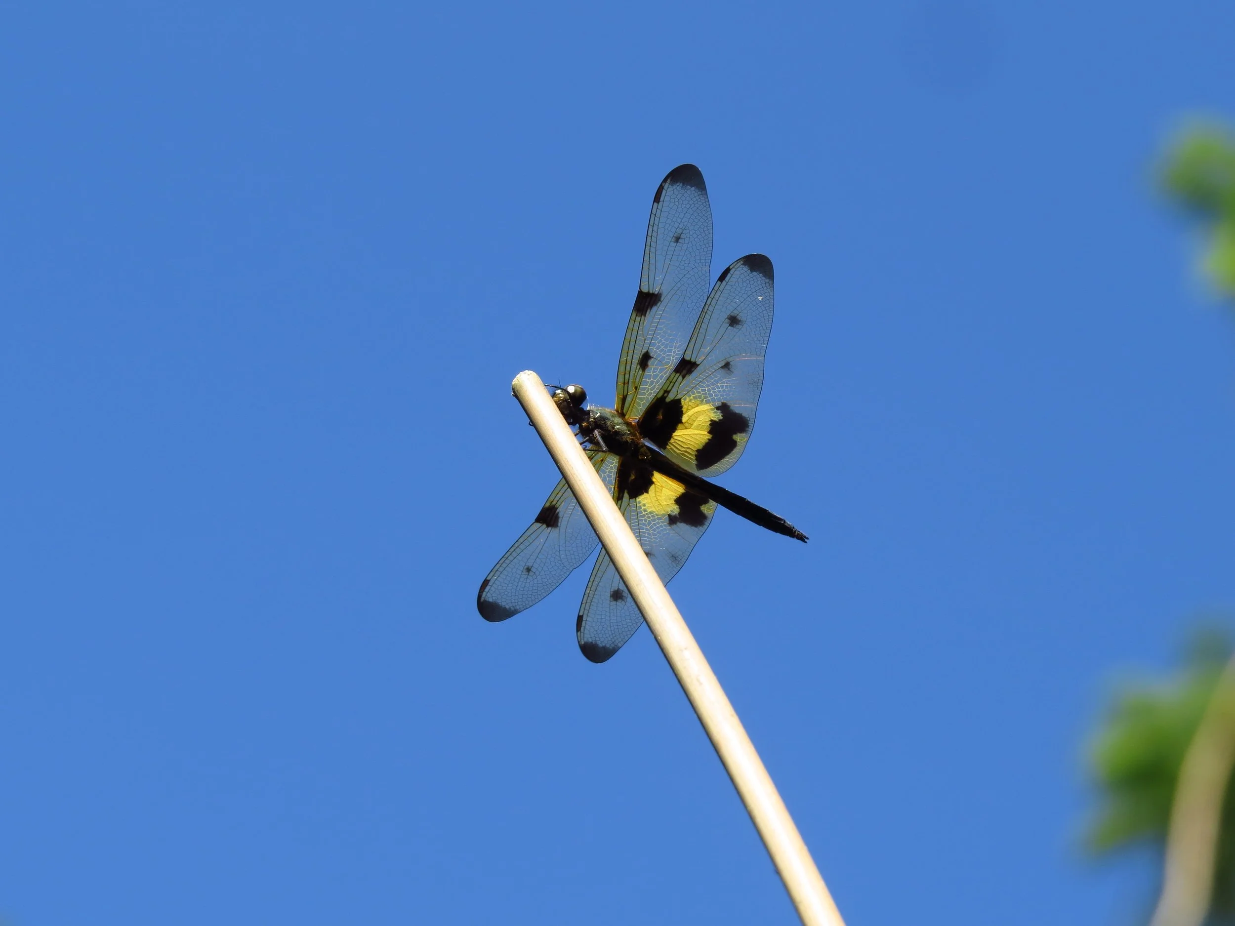 Variegated flutterer, Pune