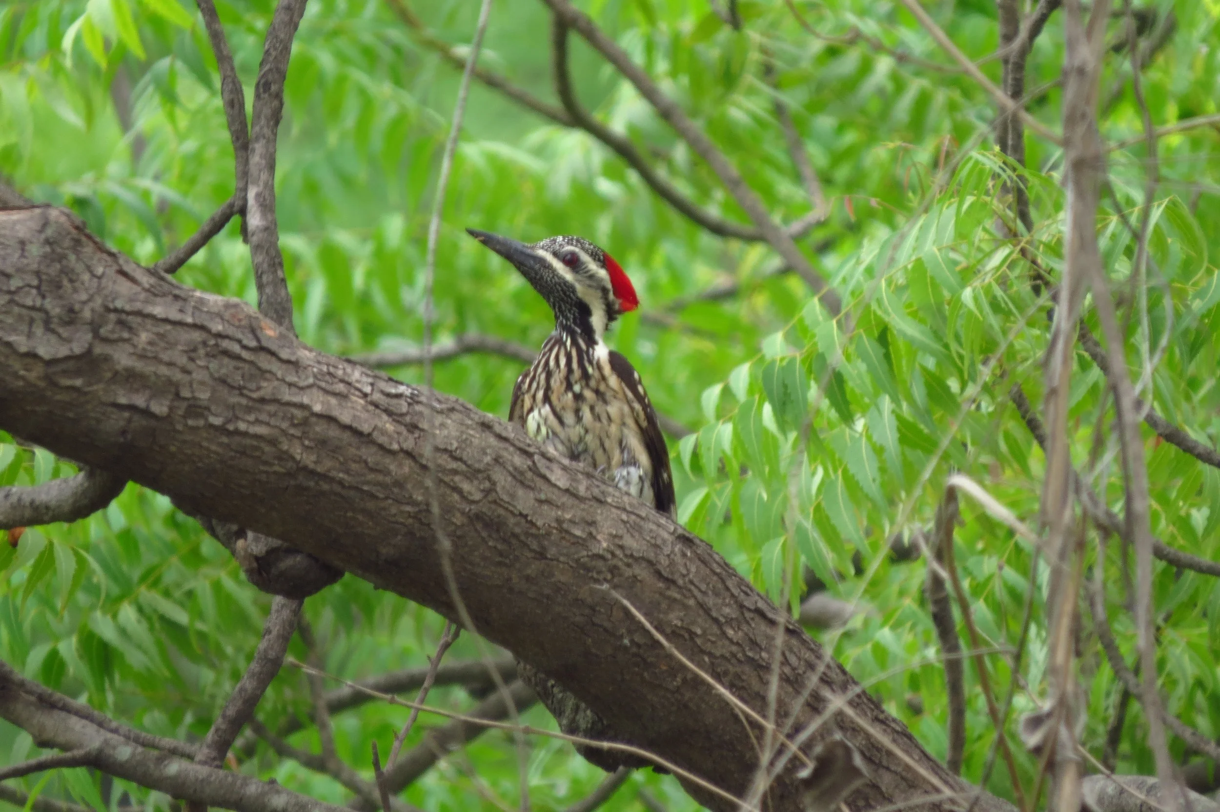 Black-rumped Flameback woodpecker