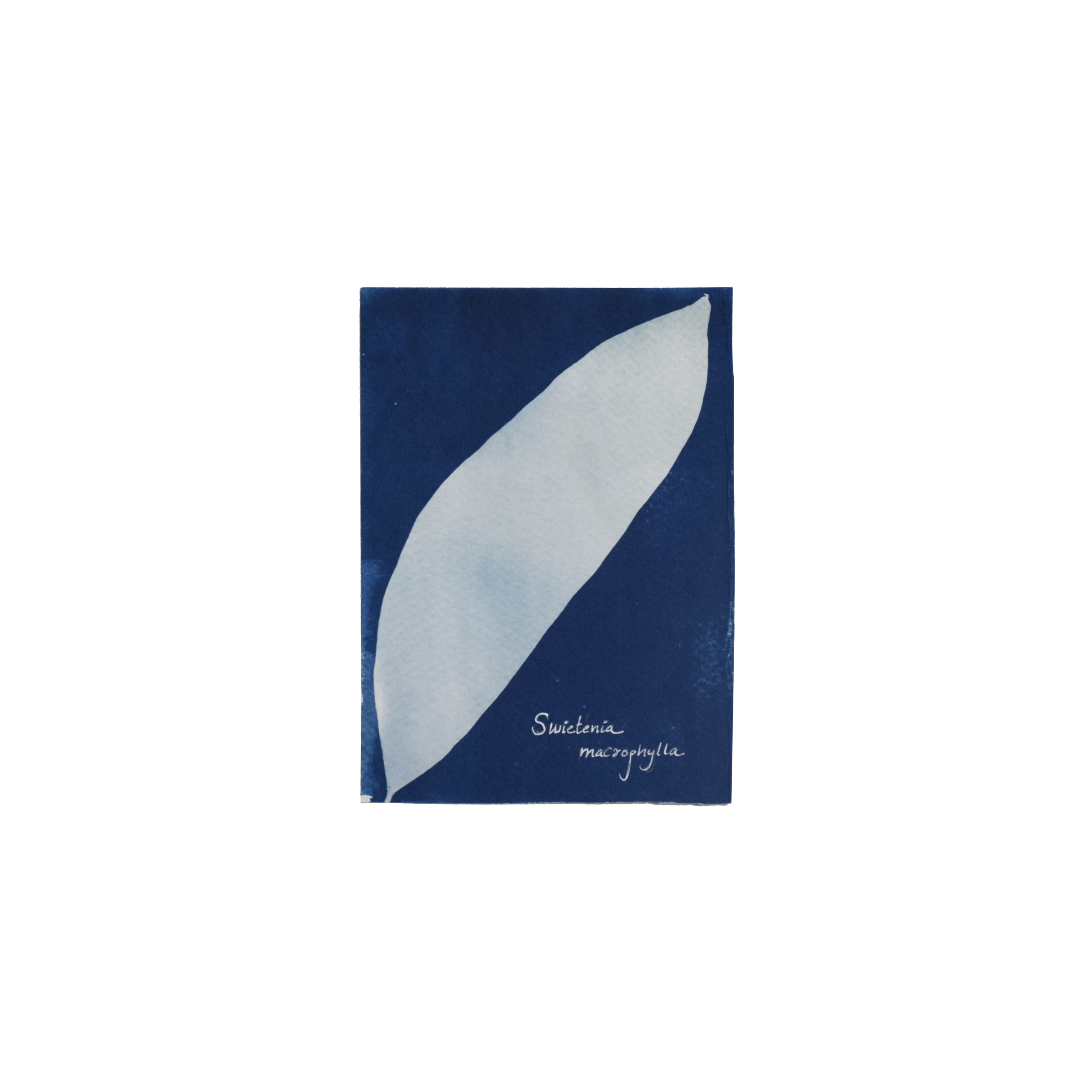 Swietenia macrophylla (Big-leaved mahogany) // Leaves compound, pinnate, alternate, ovate or lanceolate, falcate (sickle-shaped) leaflets with oblique base