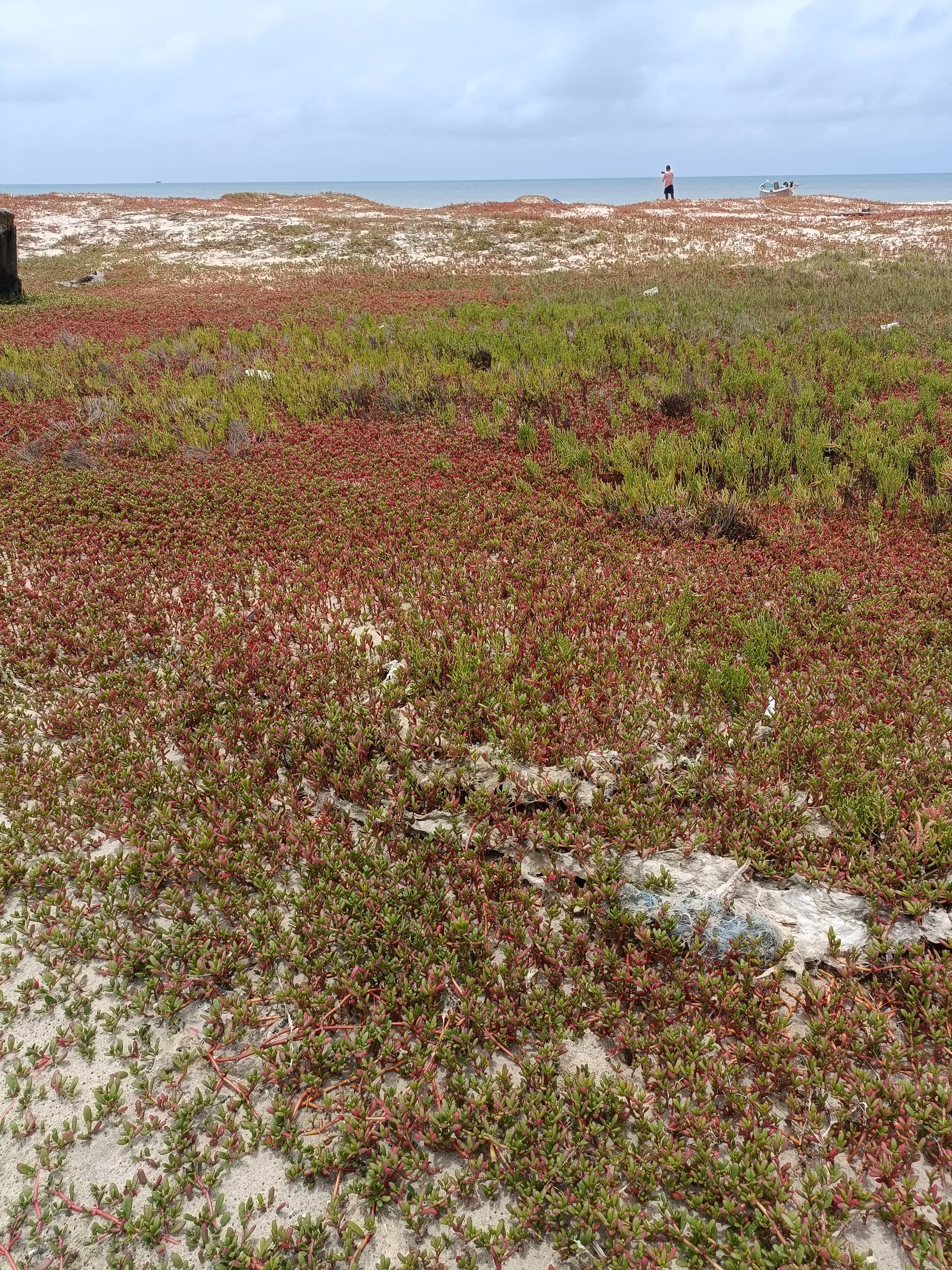 Dune vegetation - purslanes and other species (Pamban Island)