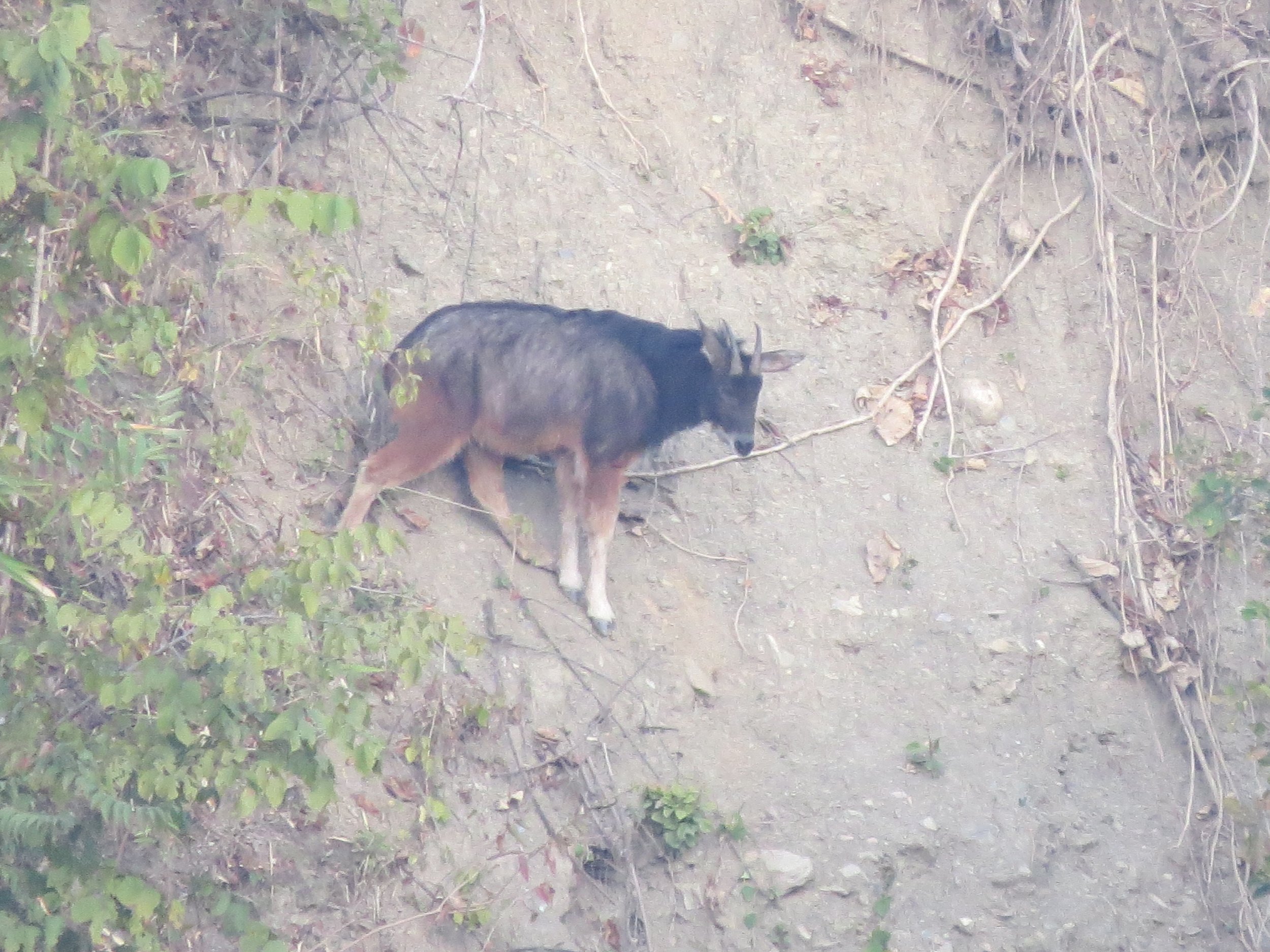 Himalayan serow