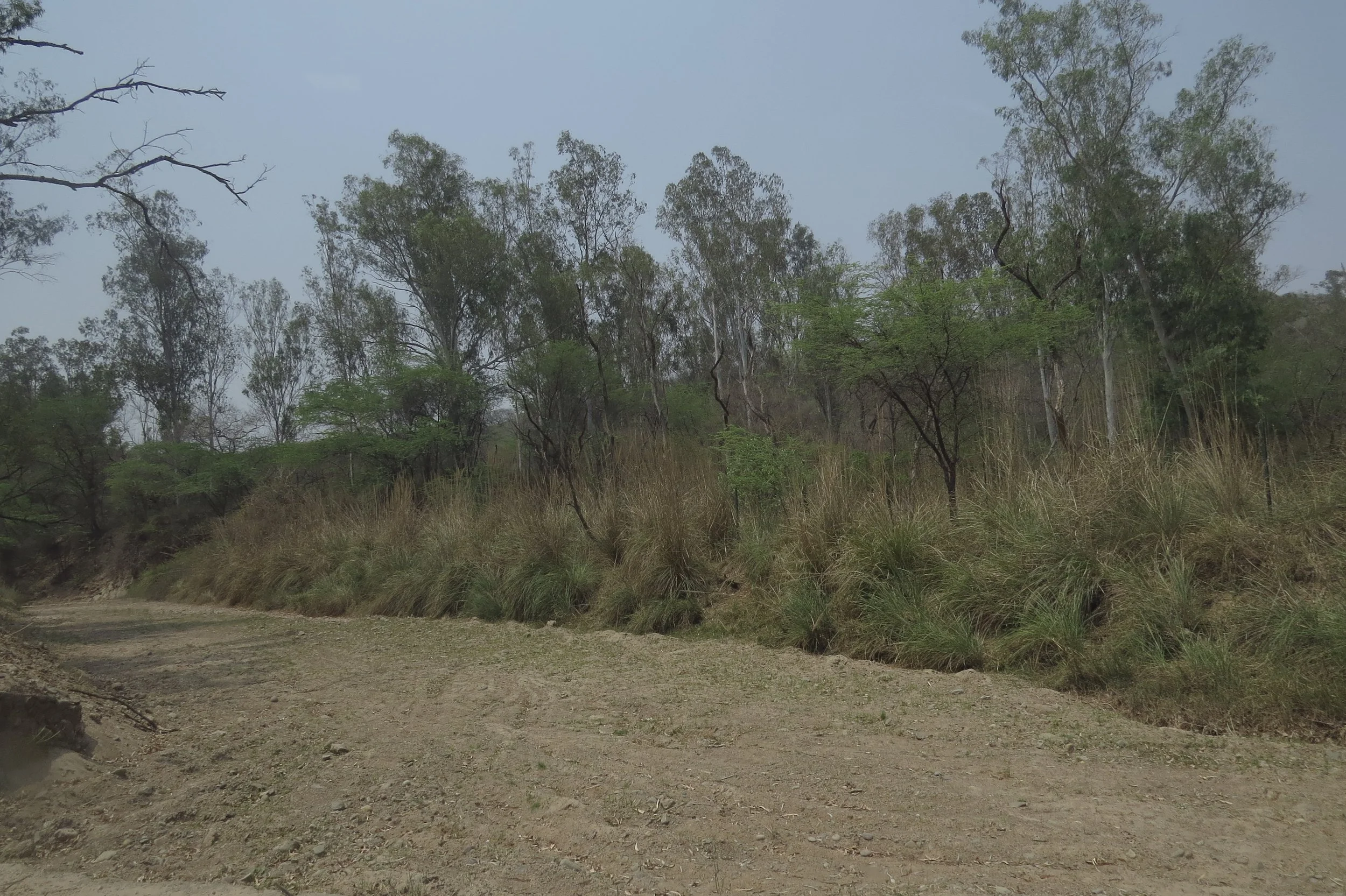 Slope along river in forest - stabilised with Kans grass