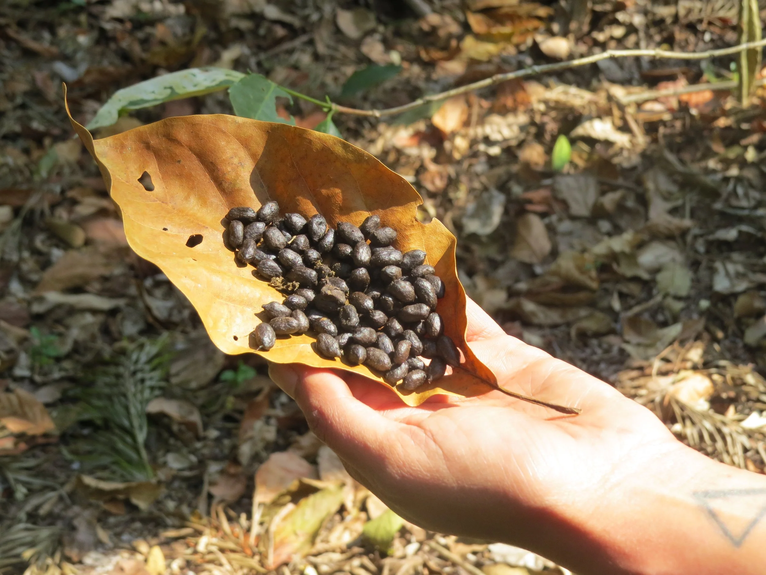 Deer droppings