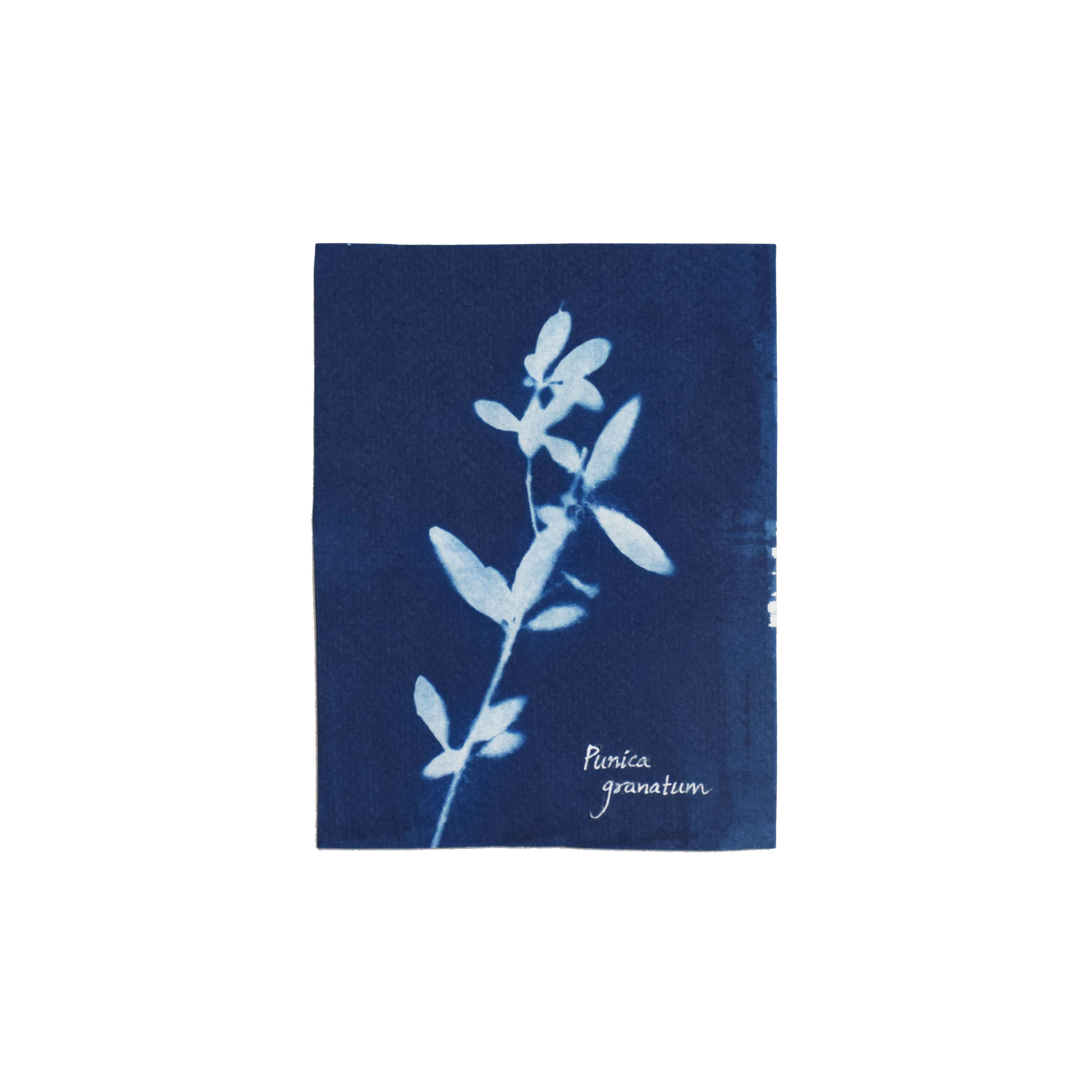 Punica granatum (Pomegranate) // Leaves simple, opposite or subopposite, clustered, narrow oblong to lanceolate or elliptic