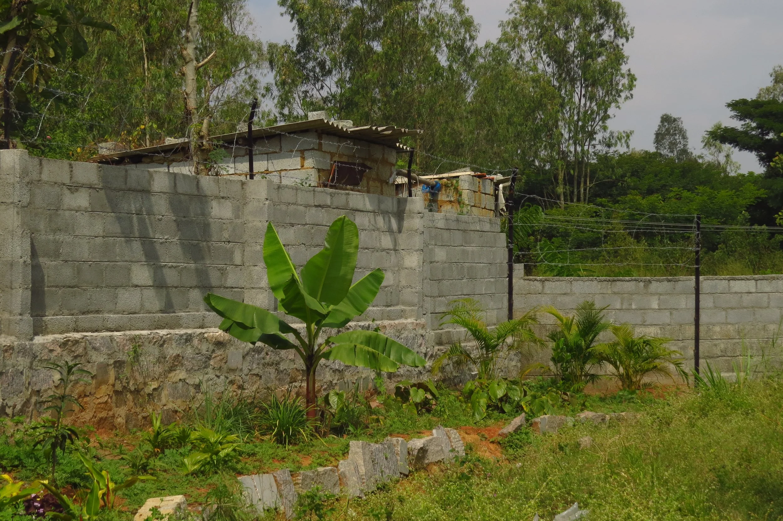 Living fence and biomass planting