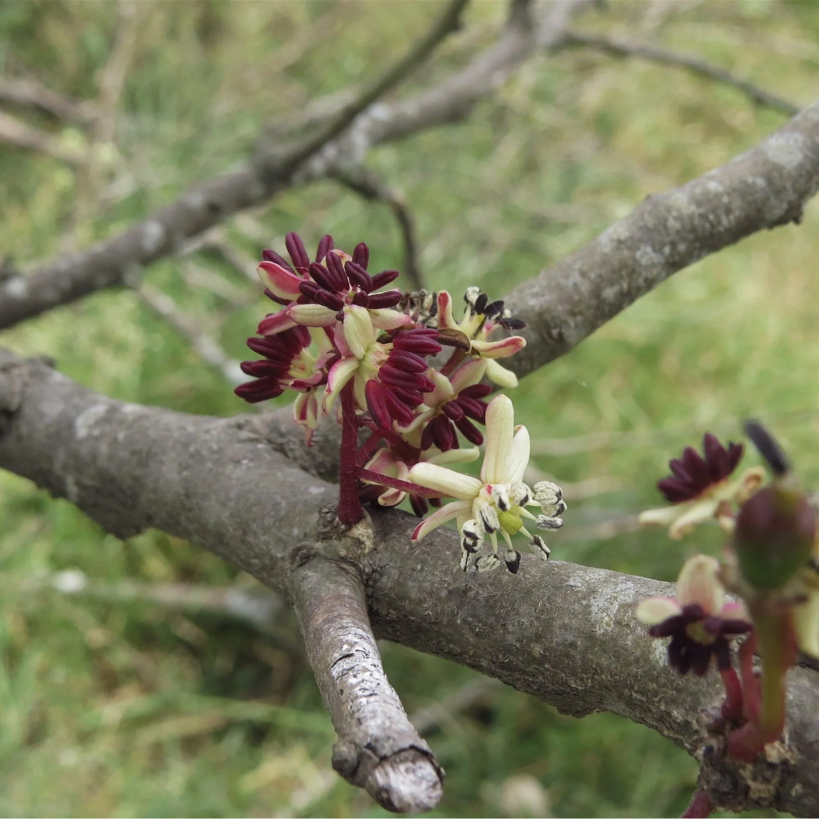 Site Assessments for Swasti