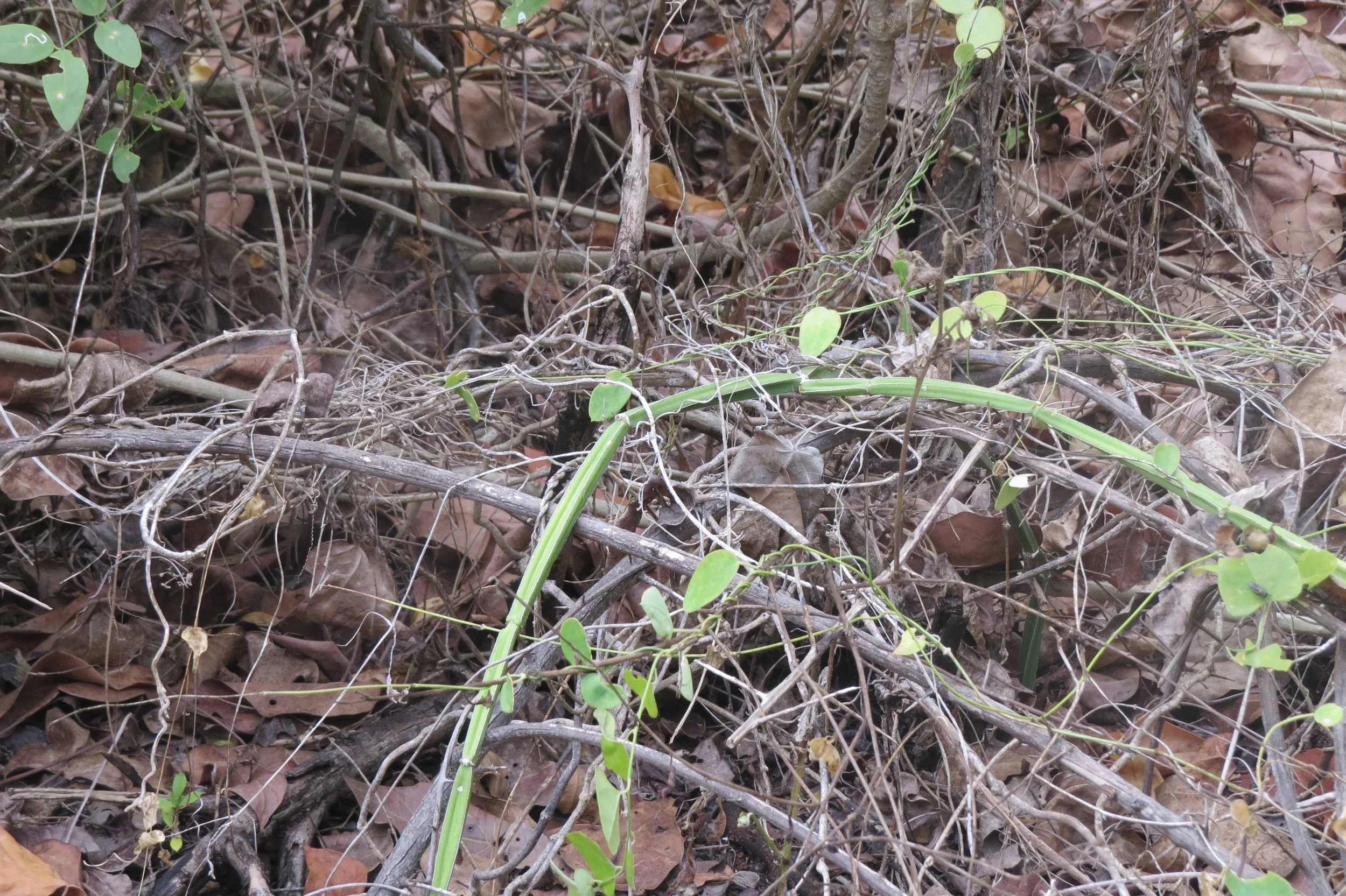 Cissus quadrangularis (Kurusadai Island)