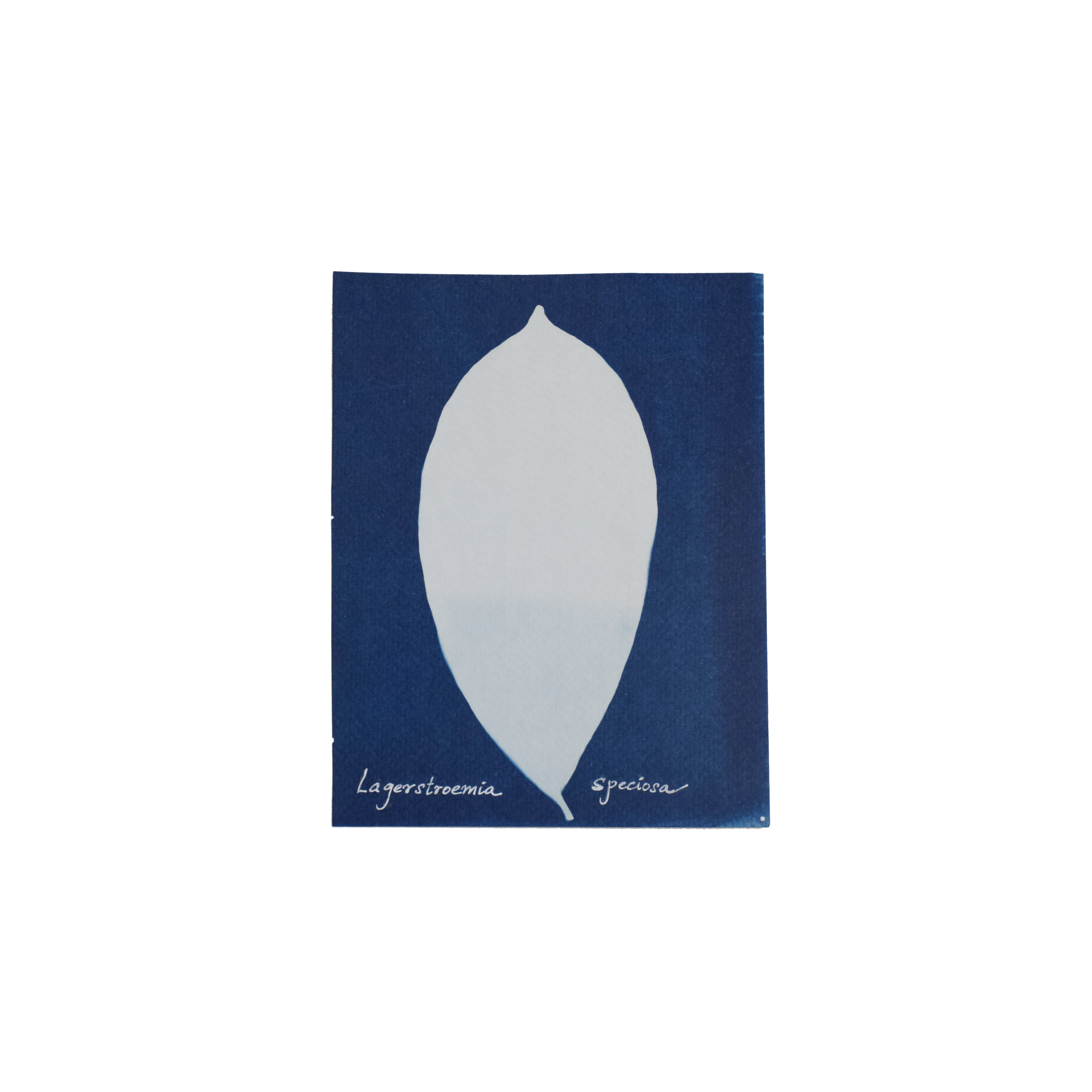 Lagerstroemia speciosa (Queen crape myrtle) // Leaves simple, opposite, subopposite or whorled, elliptic, oblong, or ovate-lanceolate