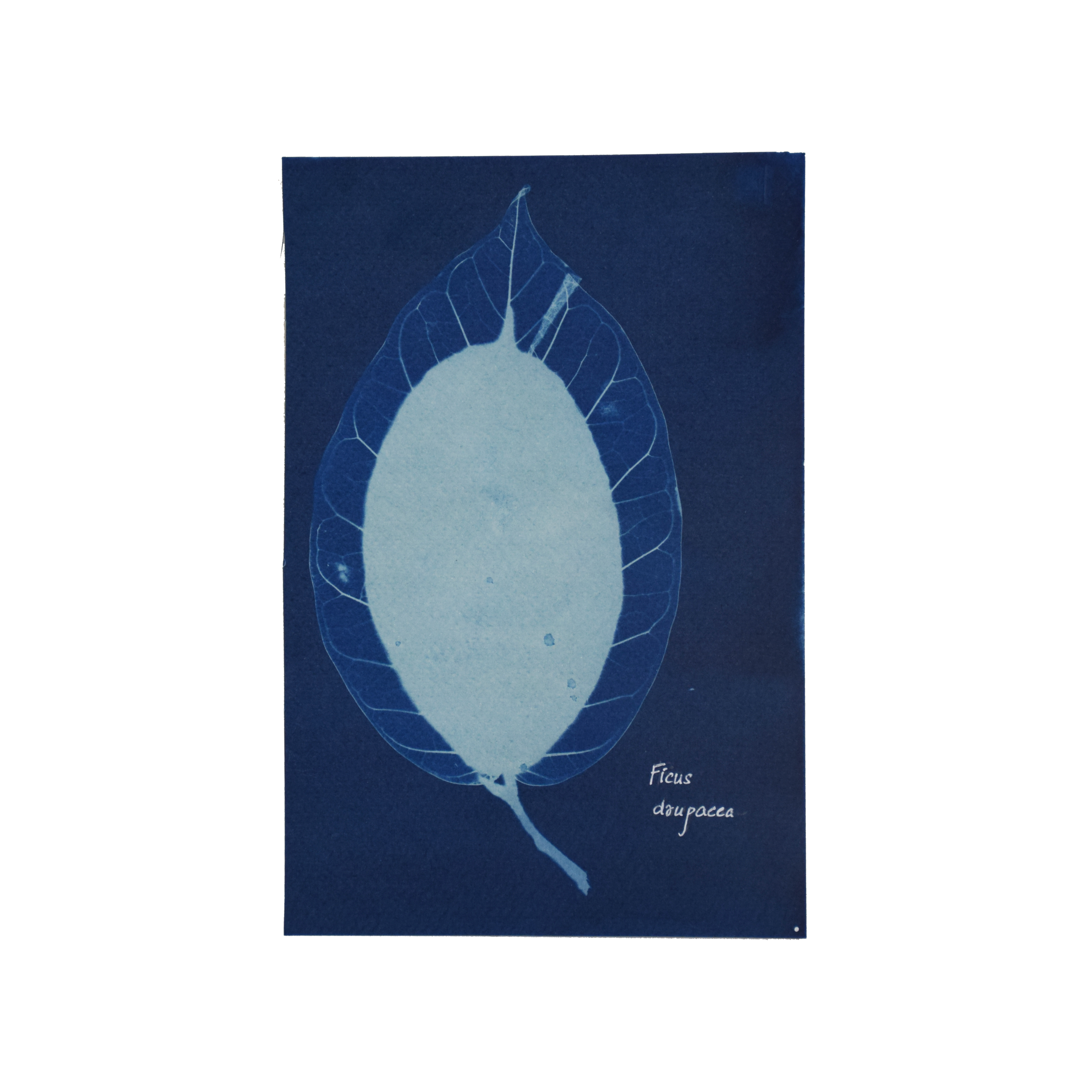 Ficus drupacea (Mysore fig) // Leaves simple, alternate and spiral, broadly elliptic-oblong or ovate