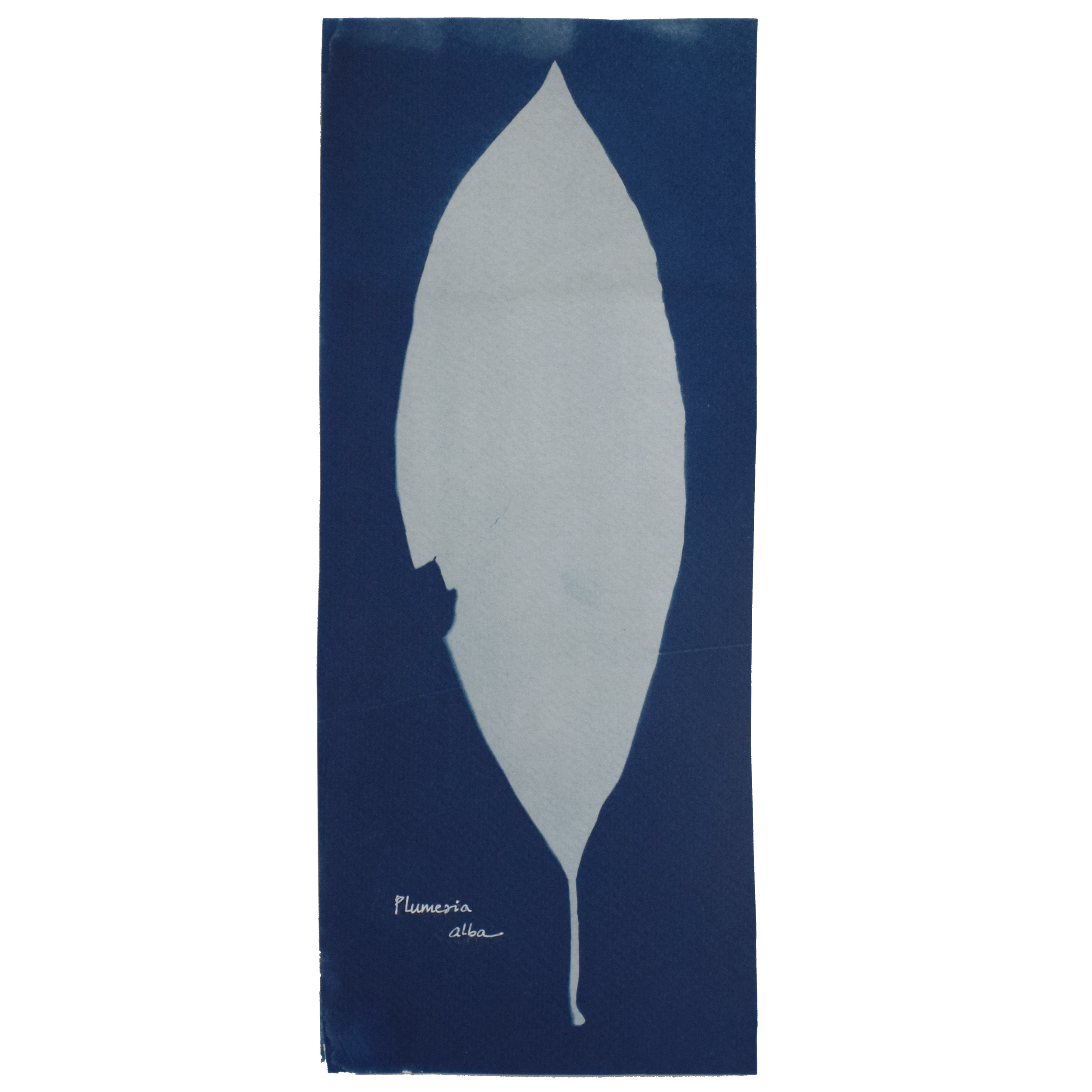 Plumeria alba (Frangipani) // Leaves simple, alternate, oblong to elliptical and obovate, acute apex, acute base