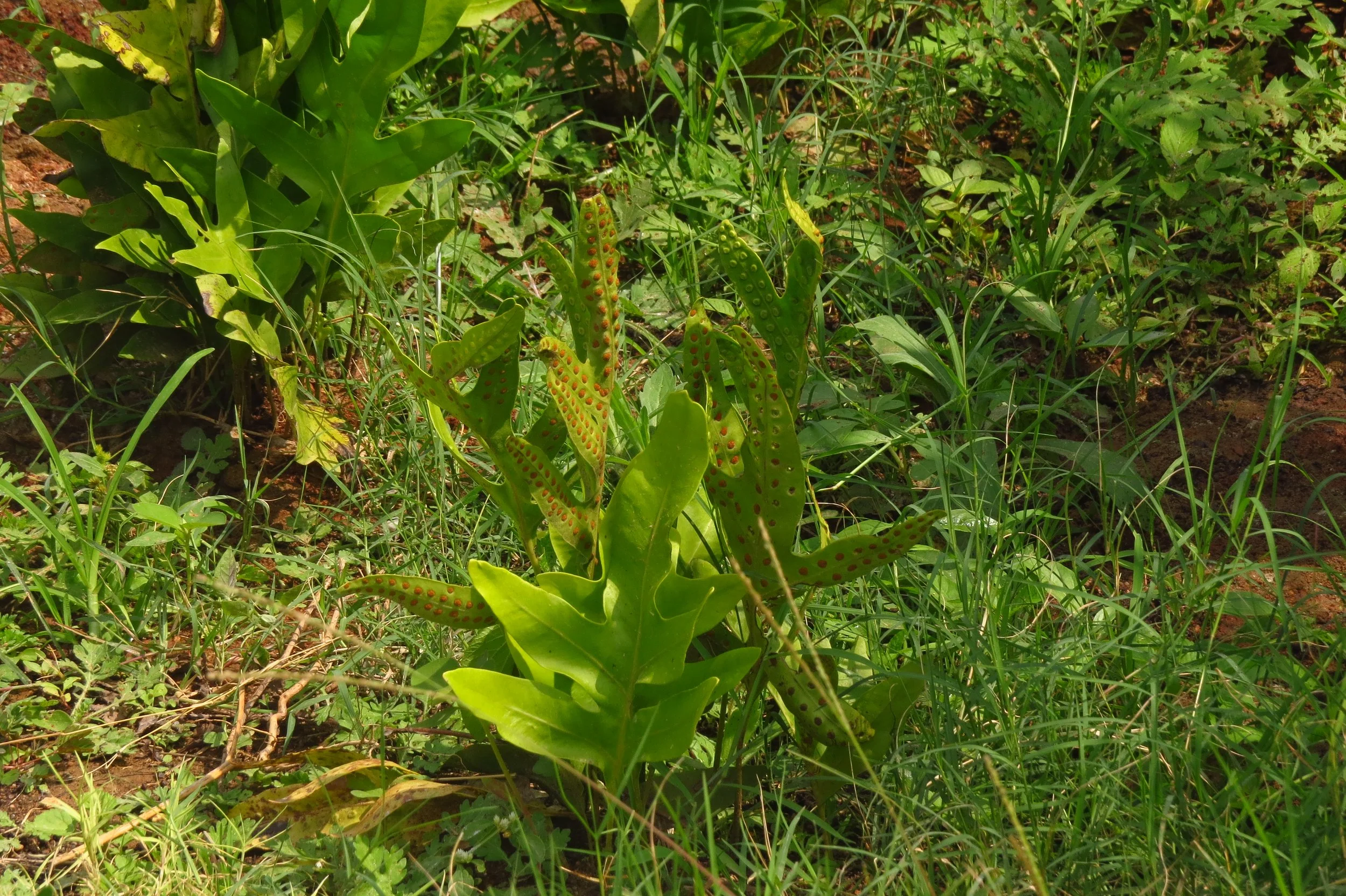 Volunteer ferns