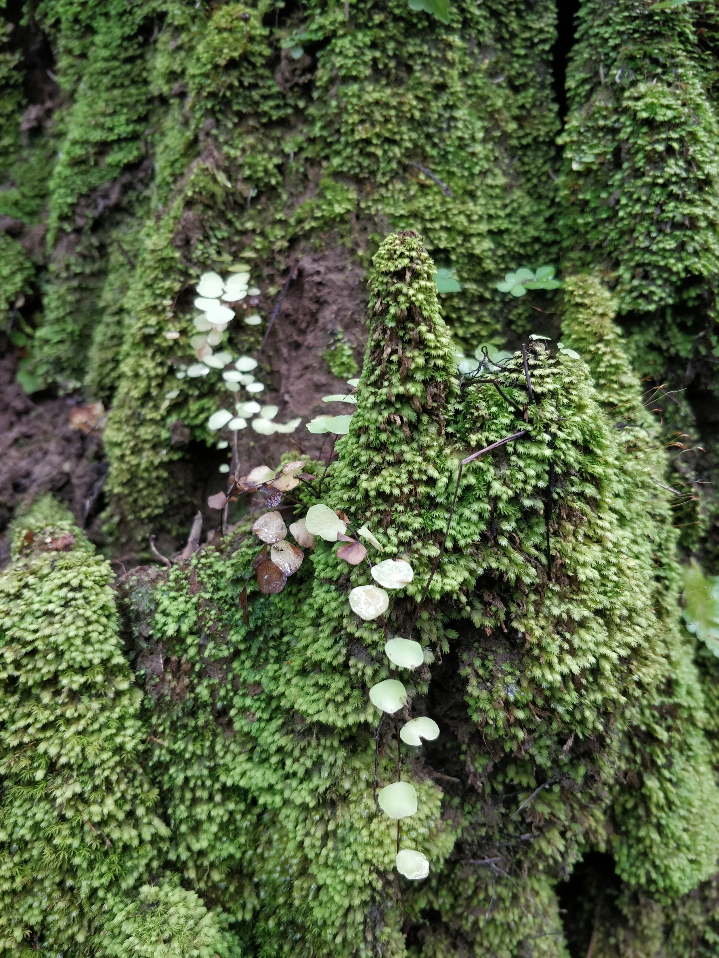 Sal forest - mosses and ferns