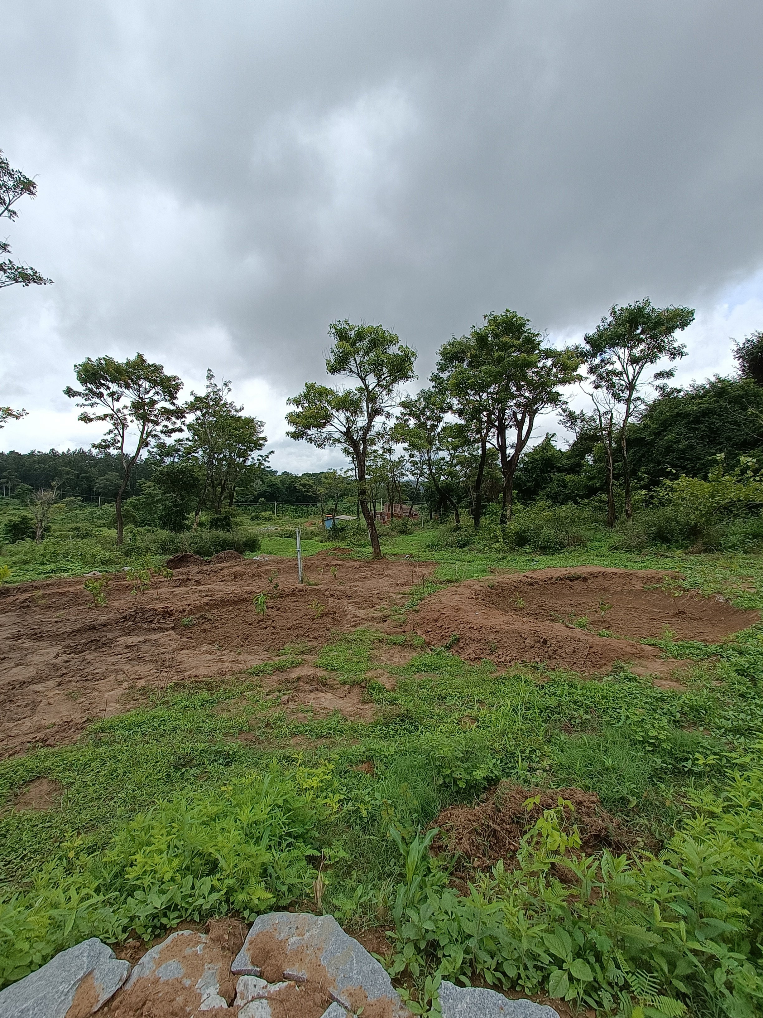 Fruit tree guilds with bunds - freshly planted