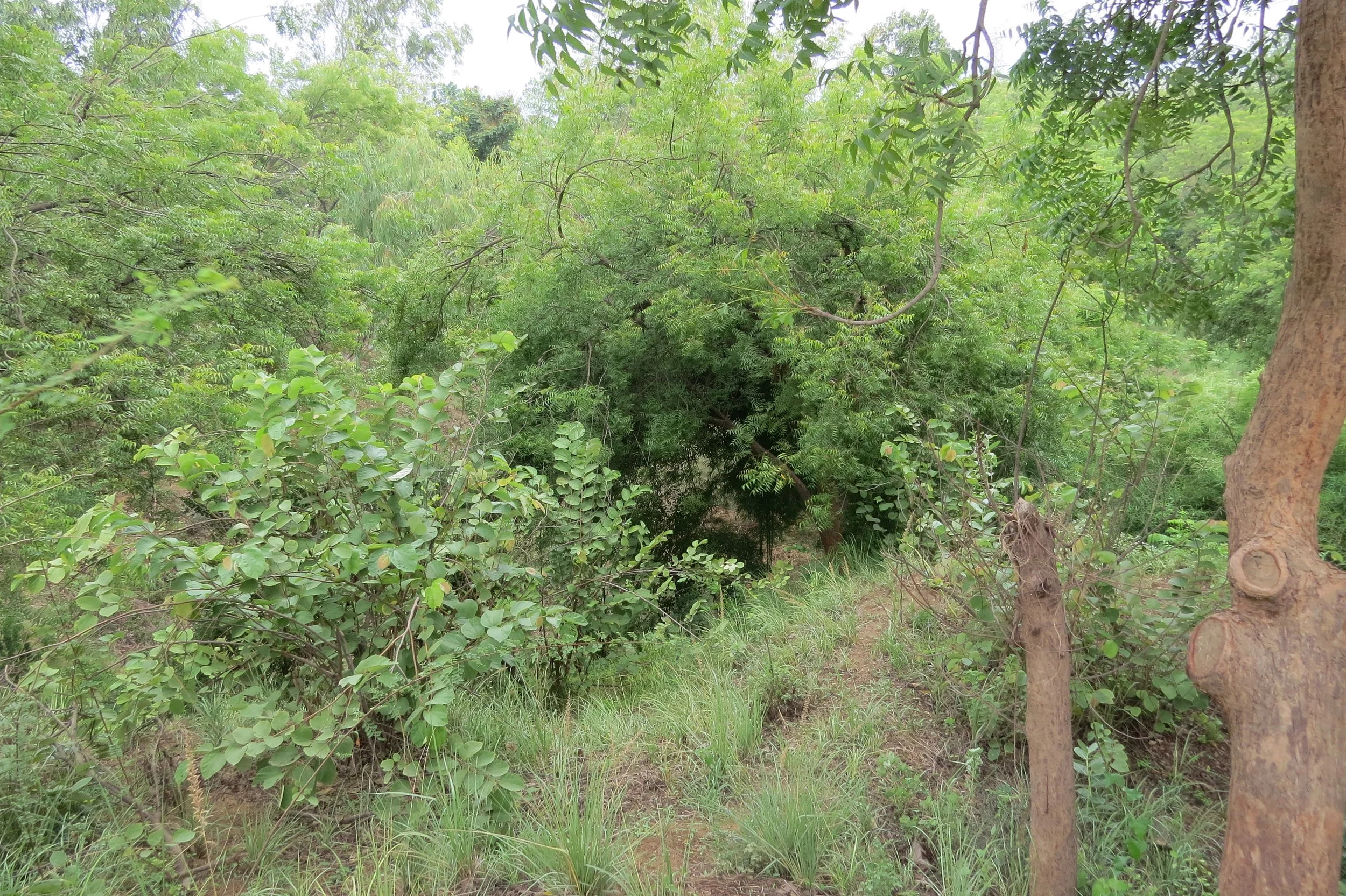 Wild zone on site