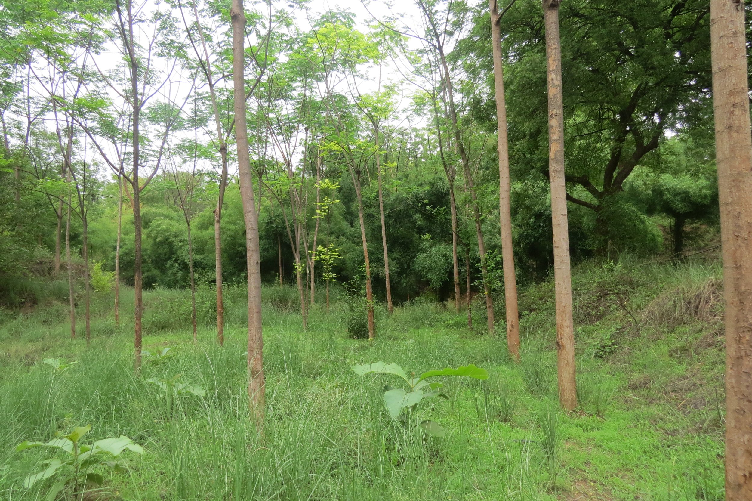 Zone with seasonal inundation
