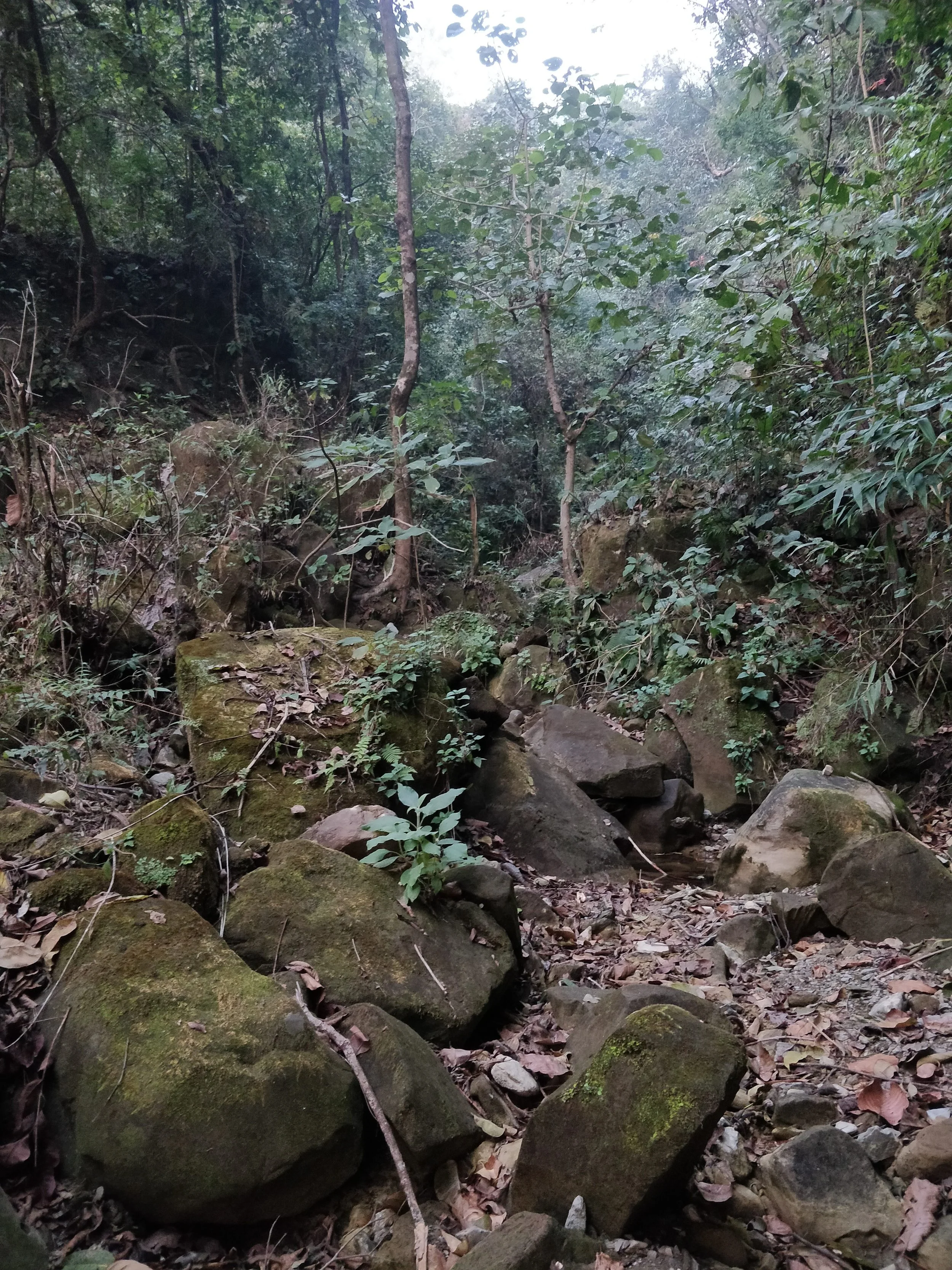 Stream bordering site