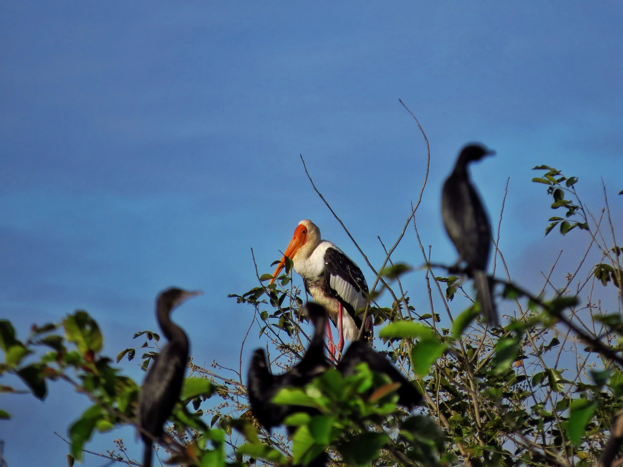 Painted stork and cormorants, Tarahunise wetlands, Bangalore