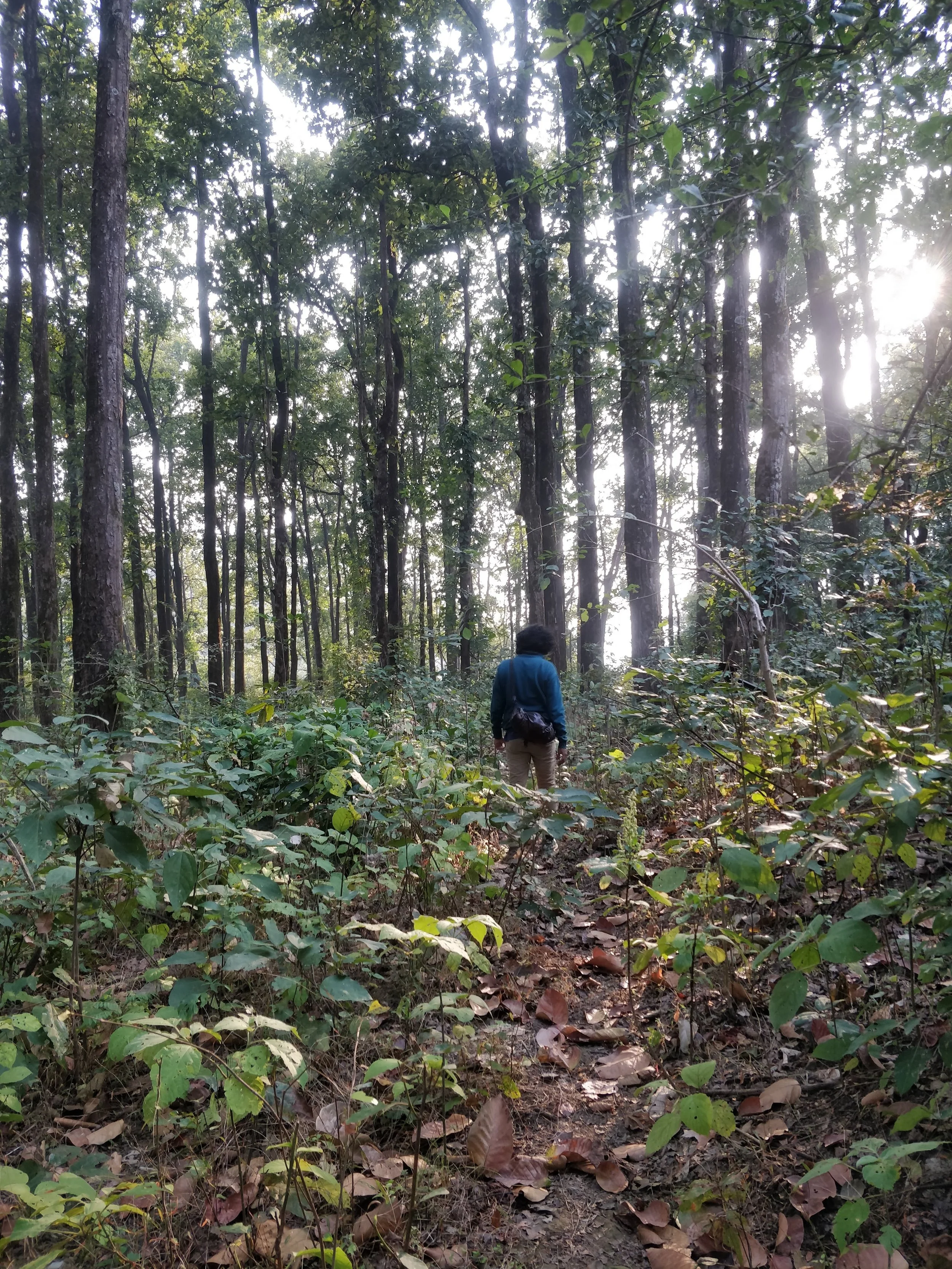 Sal forest bordering site