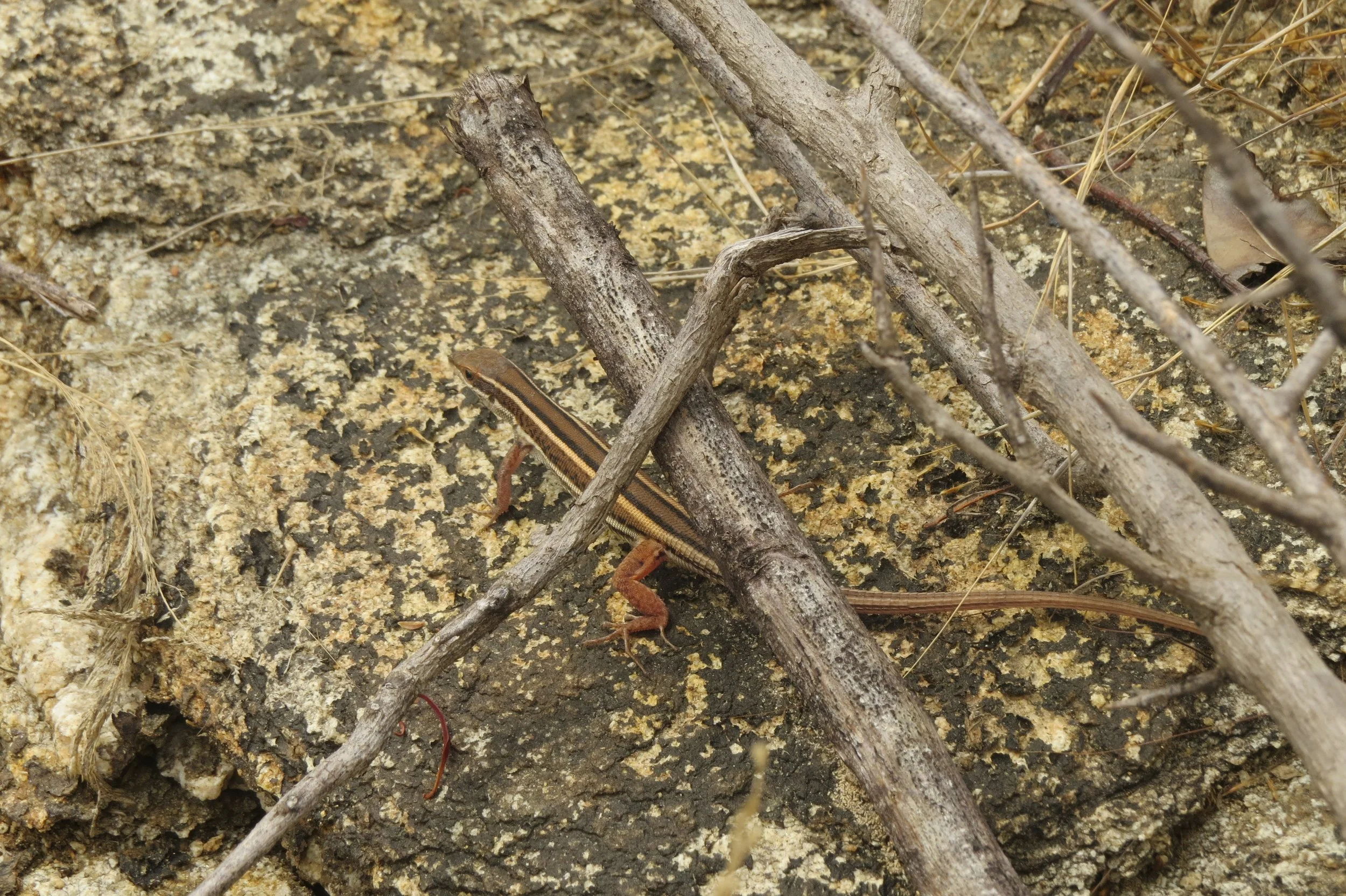 Skink