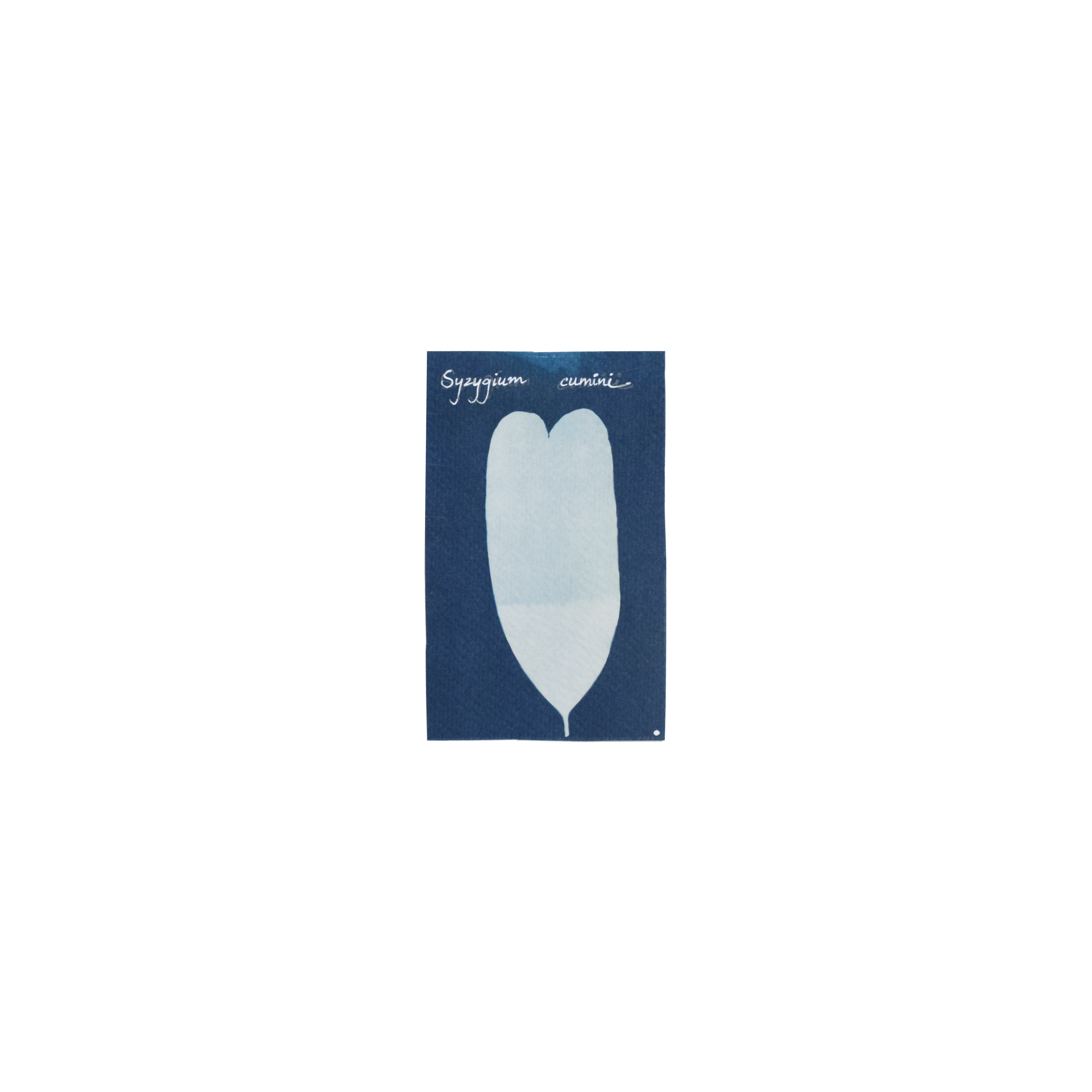 Syzygium cumini (Jamun) // Leaves simple, opposite, elliptic to oblong or oval, acuminate or acute apex, occasionally with an emarginate apex