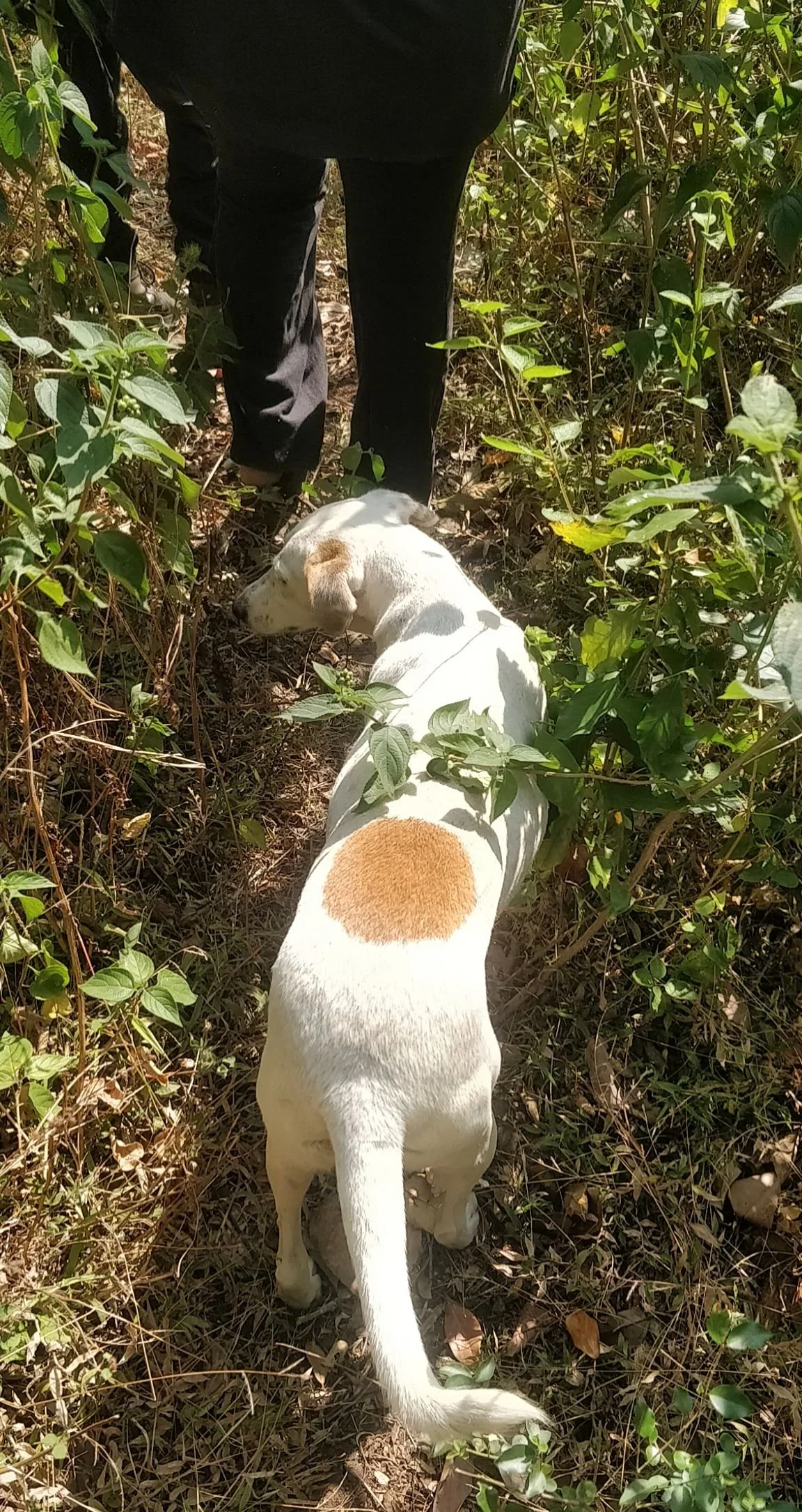 Site inspector, Rani
