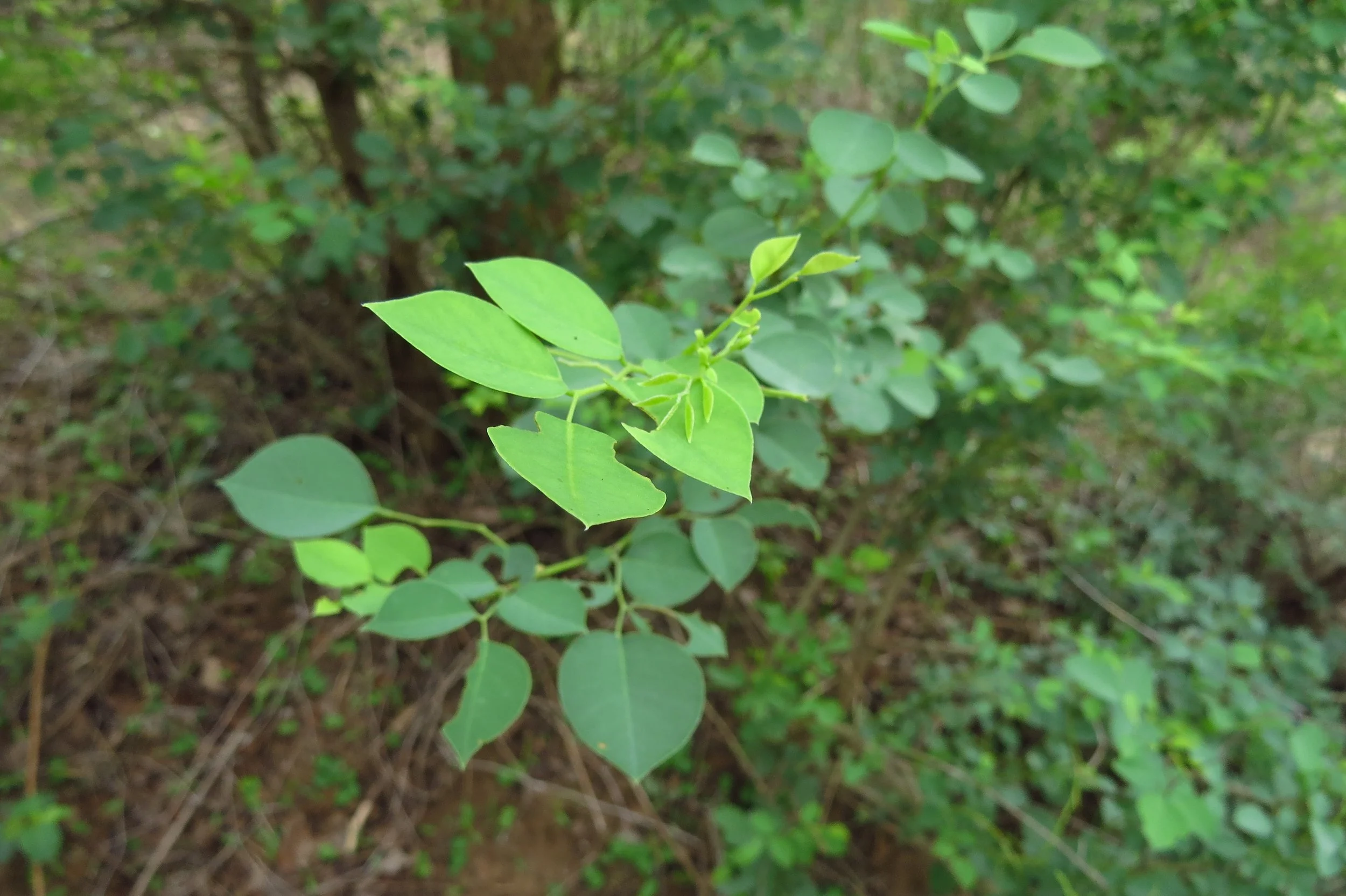 Dalbergia sissoo