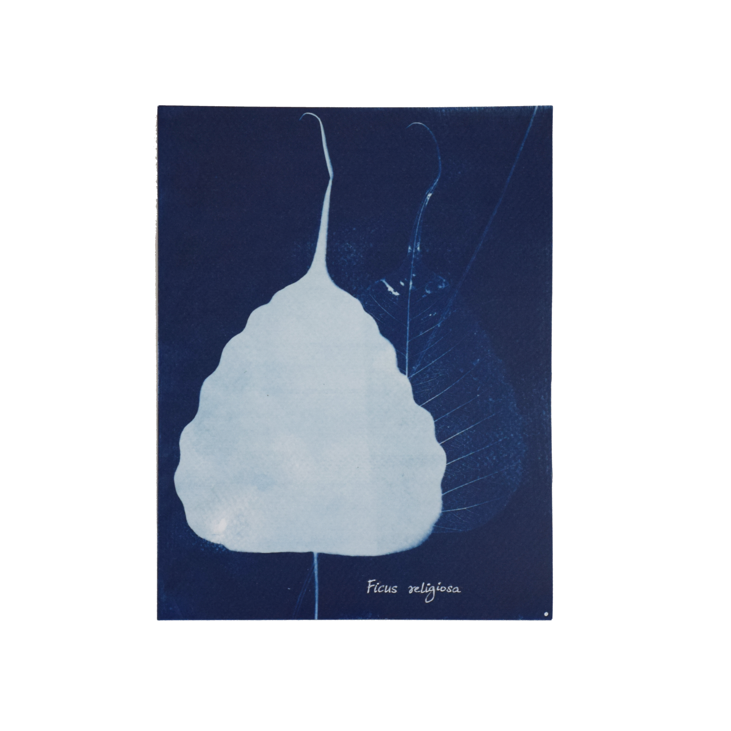 Ficus religiosa (Peepal) // Leaves simple, alternate, cordate base, ovate lamina, drip-tip apex