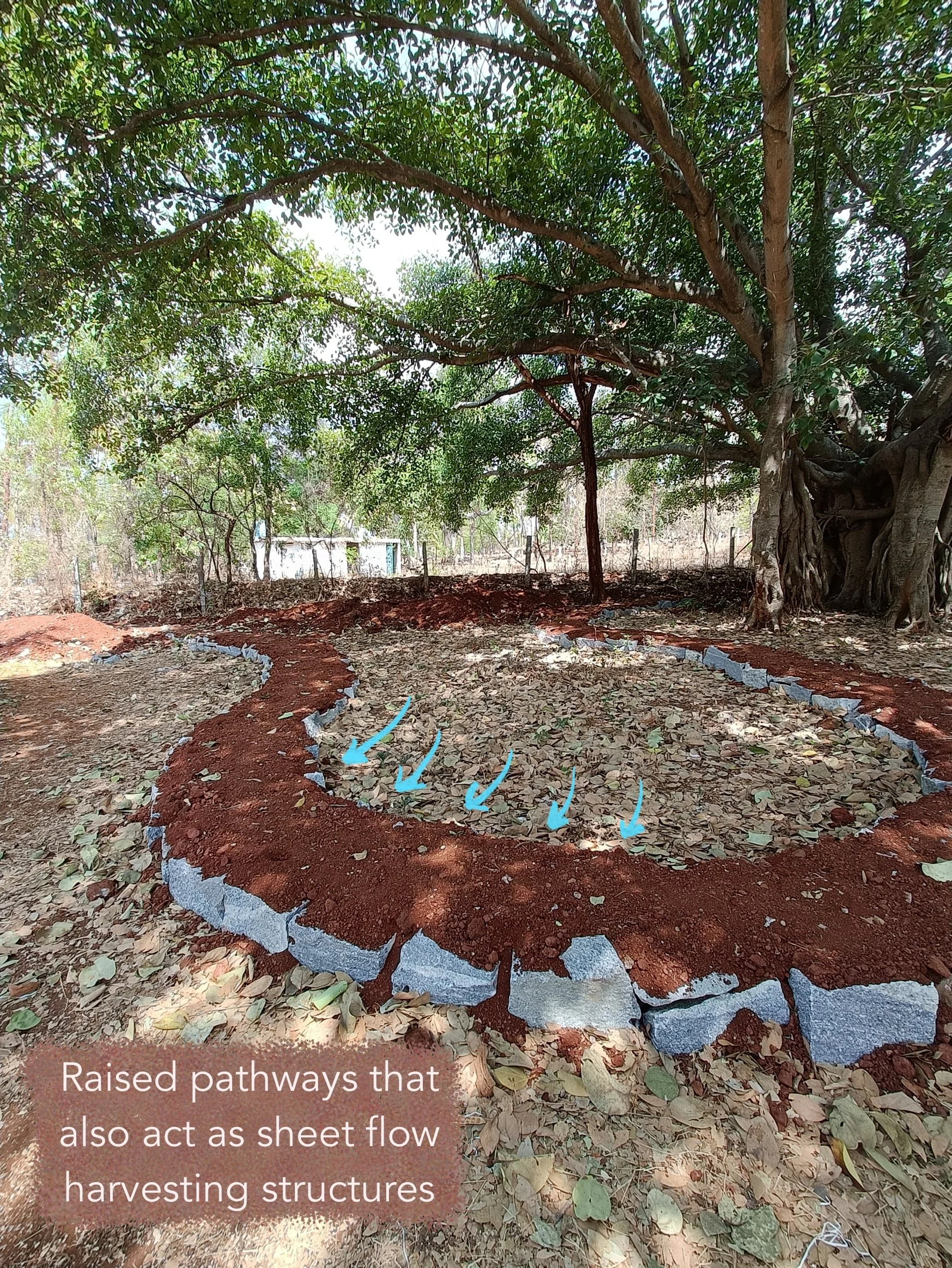 Raised pathways in wild zone