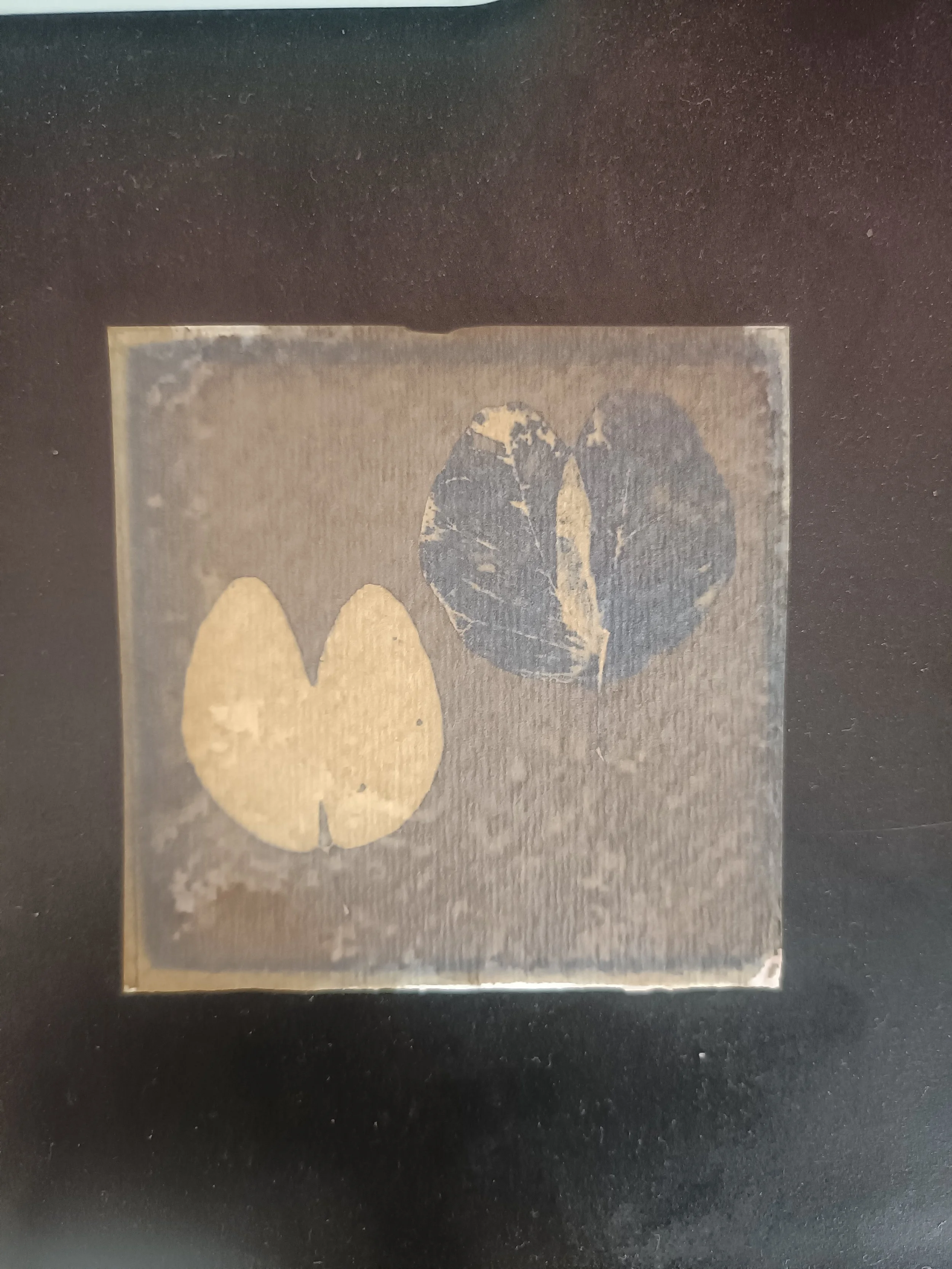 Pithecellobium dulce - after exposure, pre-rinsing