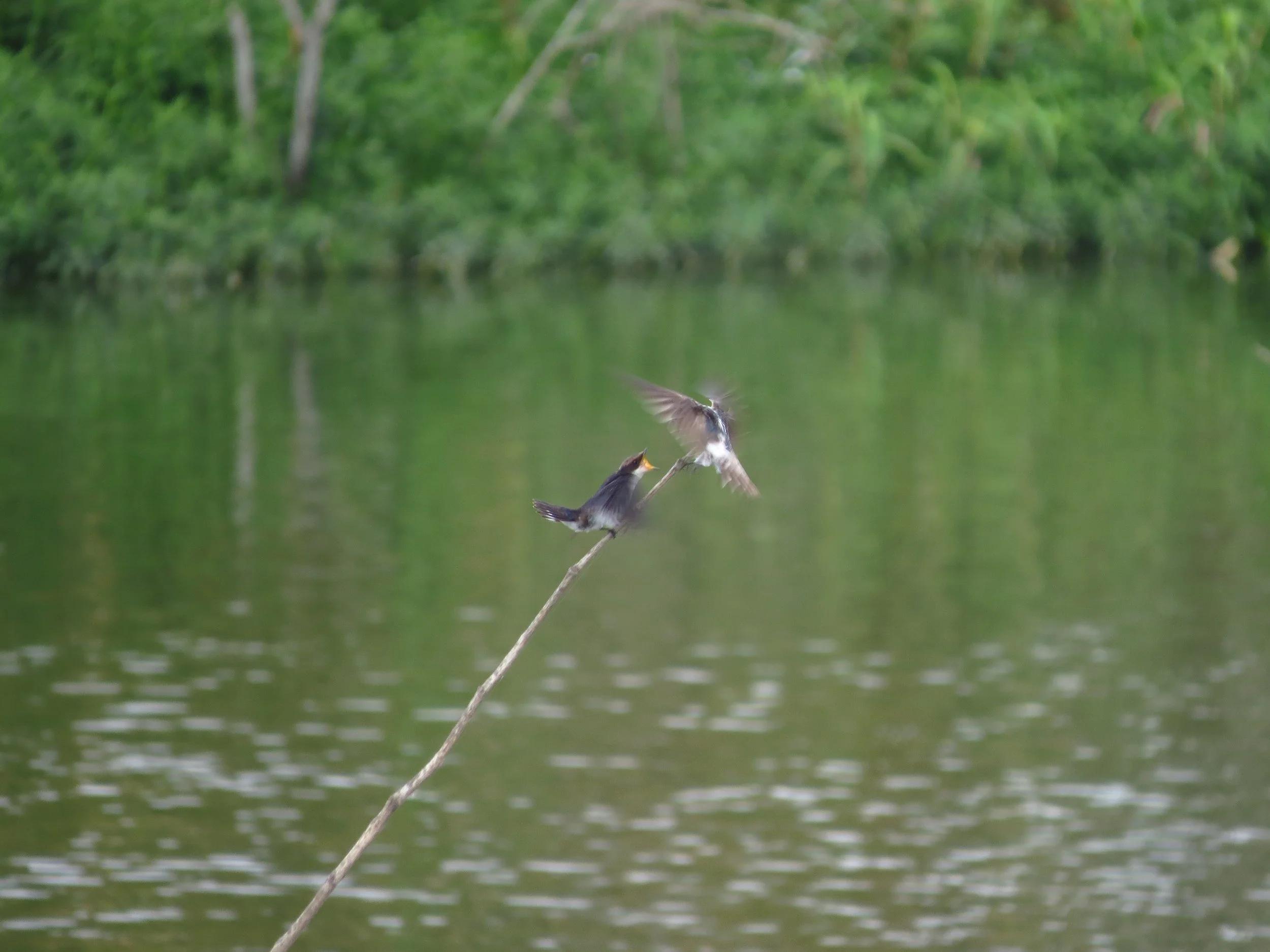 Swallow fight, Tarahunise wetlands, Bangalore