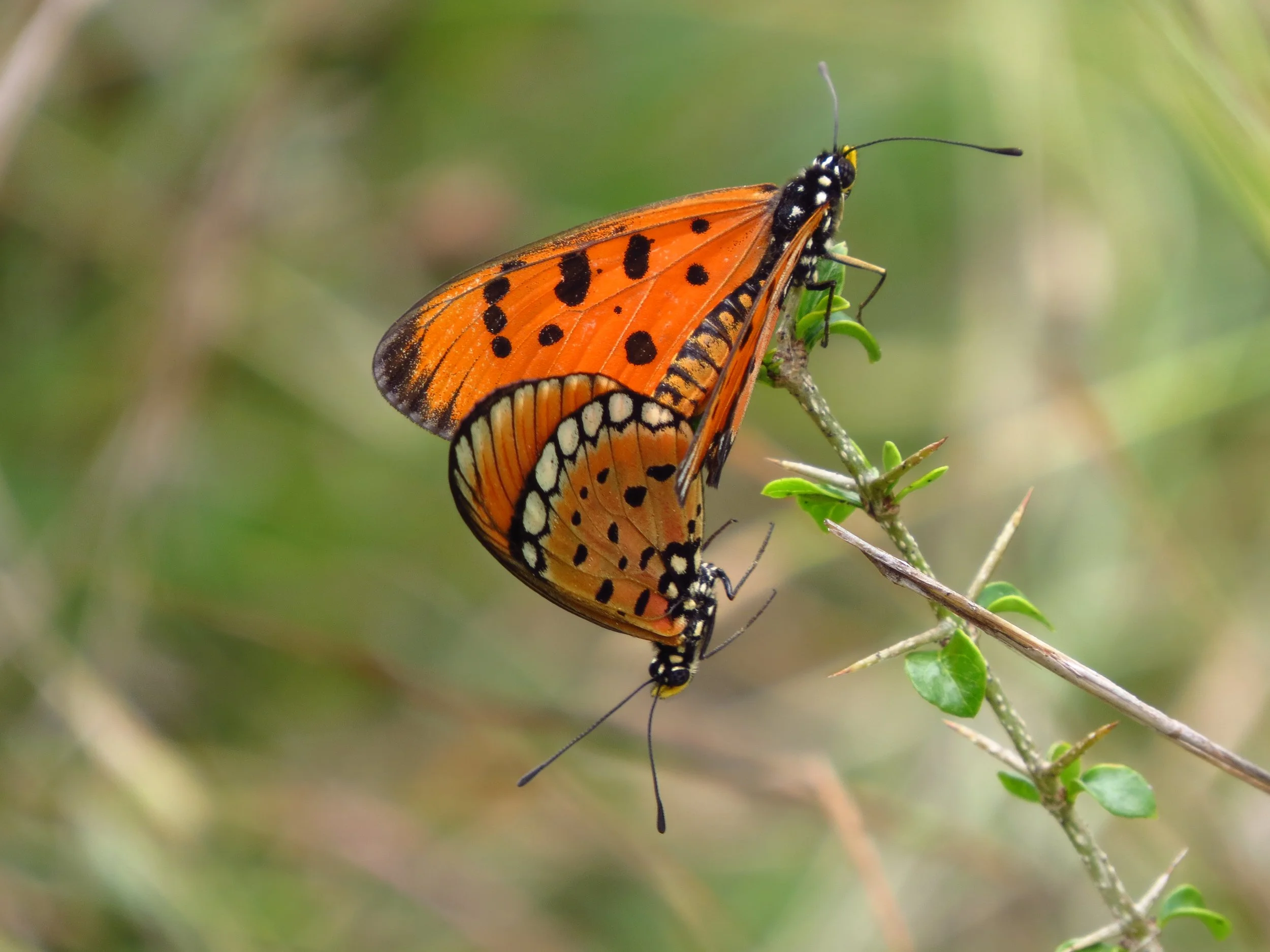 Tawny costers mating, Krishnagiri