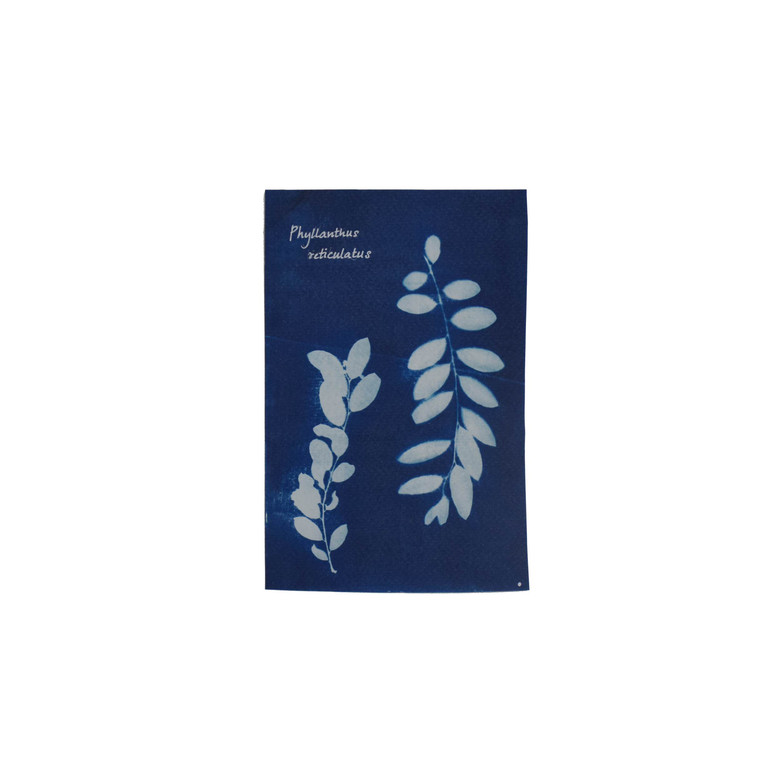 Phyllanthus reticulatus (Black-honey shrub) // Leaves simple, alternate, ovate-oblong to elliptic